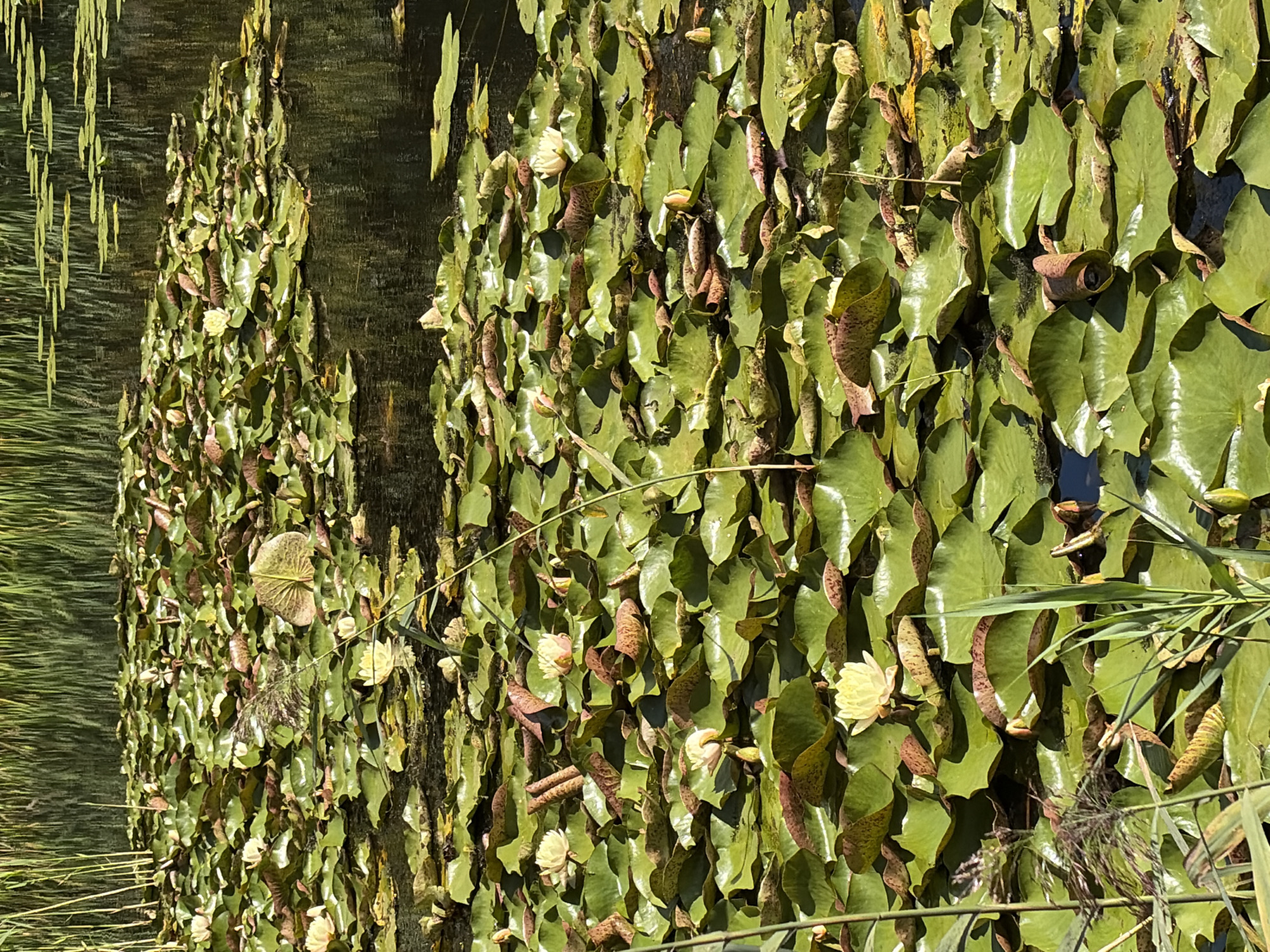 The image depicts a close-up, high-angle view of a pond filled with numerous water lilies and their broad, green pads. Tall, reedy plants line the background of the pond. The water is dark and reflects the surrounding vegetation. Several pale yellow water lilies are visible, some in full bloom and others as closed buds. The scene is naturalistic and appears to be an outdoor environment, possibly a park or a natural body of water within a city. There are no people or animals present in the image.