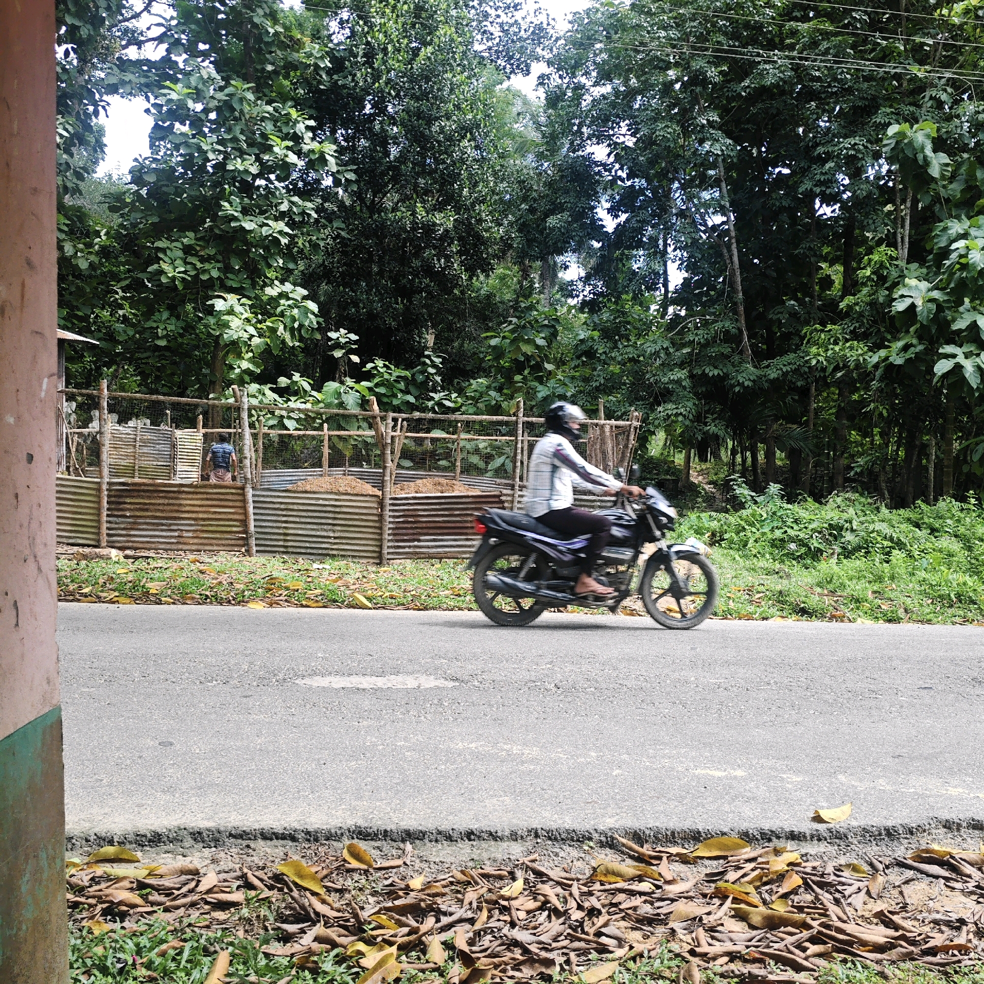 A motorcyclist wearing a white plaid shirt and dark pants, with a helmet on, is riding a black motorcycle on a paved road. The motorcycle is in motion, indicated by the blur of its wheels and body. The road is bordered by grass and fallen leaves. In the background, there is a corrugated metal fence with wooden posts, behind which is a pile of what appears to be hay or straw. A person is visible behind the fence, partially obscured. Dense foliage and trees form a backdrop to the scene. The image appears to be taken outdoors in a rural or semi-rural setting.