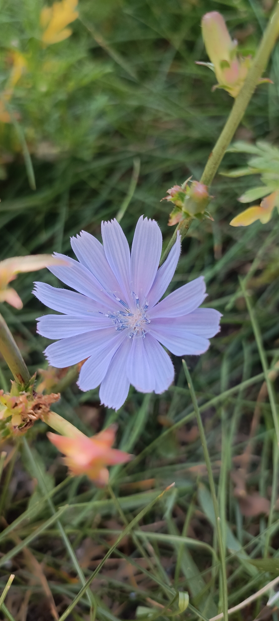 A light purple, daisy-like flower with serrated petals and blue stamens is in full bloom. The flower is in focus in the center of the frame, with a blurred green grassy background. There are also some out-of-focus yellow and orange elements in the background, possibly other flowers or leaves. The image appears to be a close-up shot taken outdoors.