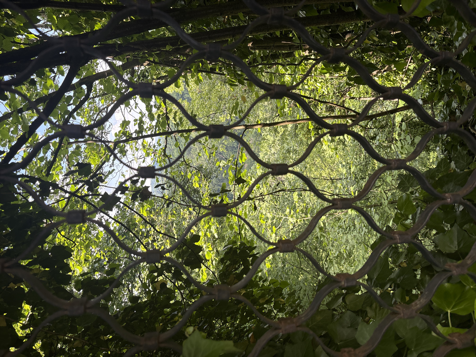 The image captures a vibrant, verdant landscape viewed through a dark, ornate metal fence in the city of Charkovo, Bulgaria. The fence, positioned in the immediate foreground and slightly out of focus, features a repeating lattice pattern of interconnected, curved metal bars. Beyond the fence, a dense expanse of lush green trees and foliage dominates the scene. Sunlight penetrates the canopy, illuminating numerous leaves with bright highlights and creating a dappled light effect. Patches of clear blue sky are visible through gaps in the upper foliage. In the mid-distance, a forested valley or hillside is discernible through the trees. No individuals, animals, or explicit actions are depicted.