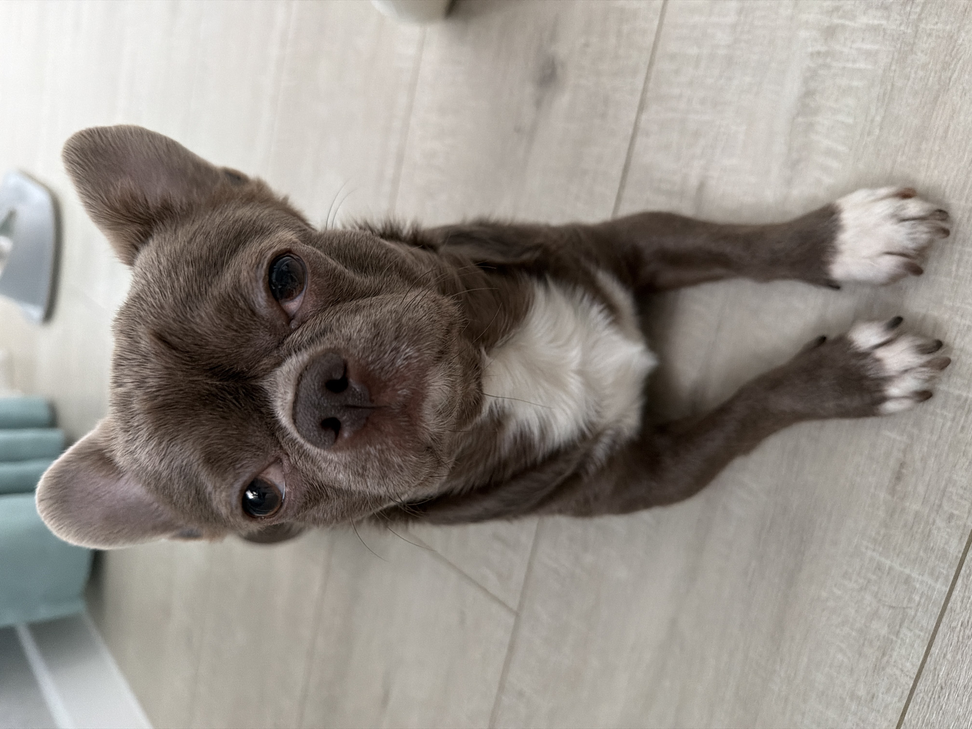 A grey and white short-haired dog lies on a light-colored wood-look floor. The dog is facing the camera with its front paws stretched out. The paws are white-tipped. The dog has a white chest and a grey face with dark eyes. There are objects blurred in the background. The location in the city of Votkinsk, Russia cannot be determined from the image.
