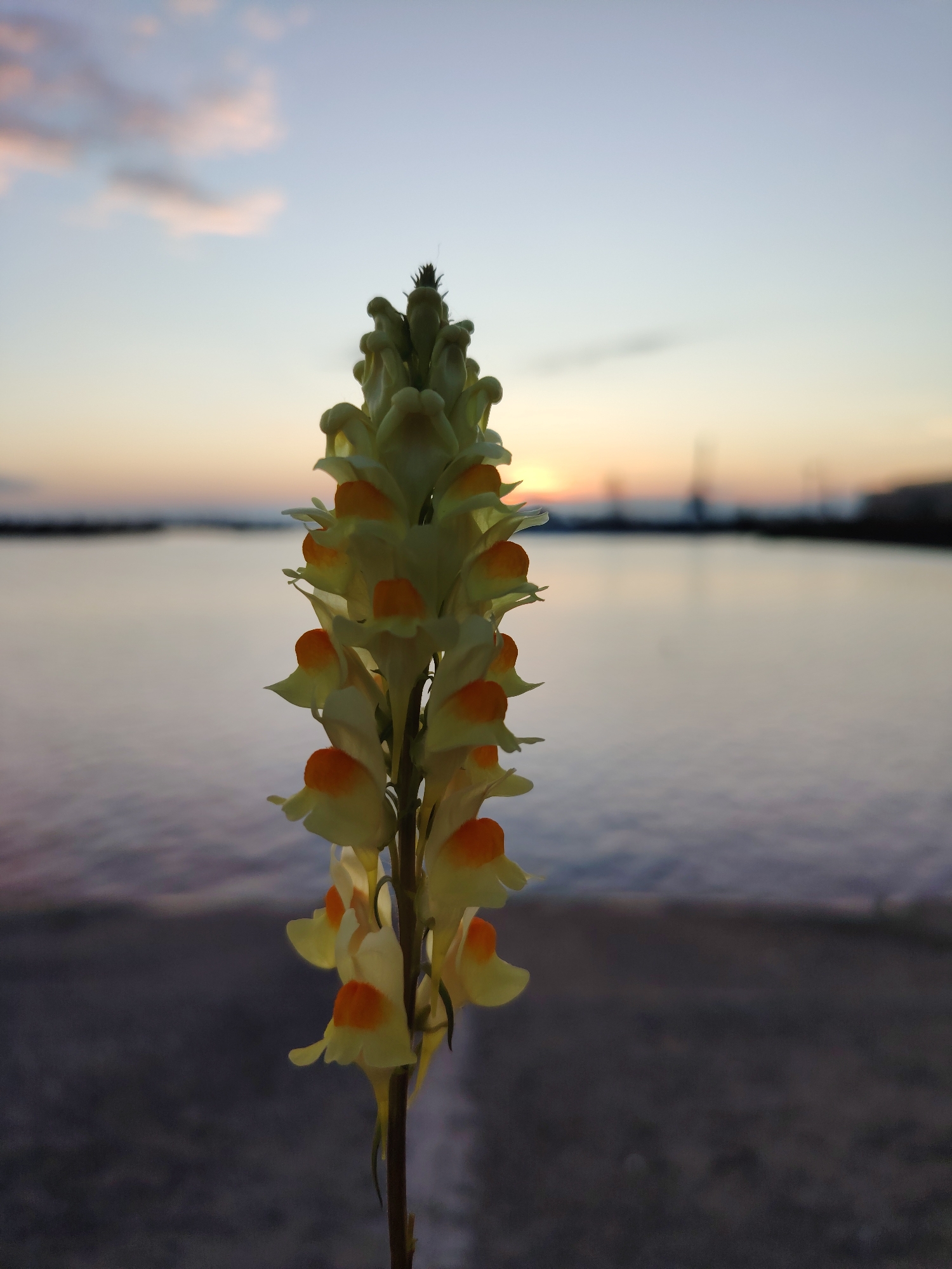 A close-up shot captures a tall, slender stalk of yellow and orange flowers against a blurred backdrop of a tranquil body of water and a dusky sky. The flowers, with their delicate petals, are in focus in the foreground, while the water and the hazy silhouette of the Chaikovsky city skyline in the distance are softly rendered. The sun appears to be setting, casting a warm glow on the horizon. The image was taken in Chaikovsky, Russia.
