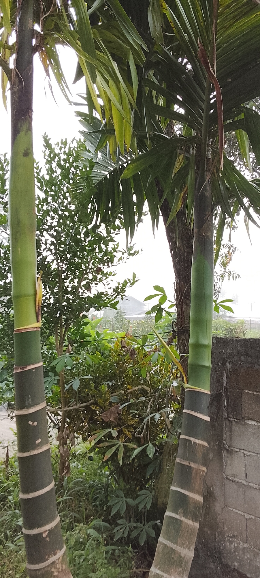 The image shows two palm trees in the foreground, with lush green foliage behind them. The palm trees have segmented trunks with a dark green color and lighter green bands. In the background, there is a dense area of various green plants and trees, some of which are taller and more leafy than others. Further in the background, out of focus, there appears to be a building with a light-colored roof, possibly a greenhouse or a similar structure. To the right of the image, a wall made of grey concrete blocks is visible. The sky is overcast and appears to be a light grey color. The overall impression is that of a tropical outdoor environment, likely in a residential or rural setting. The location is identified as Padang Dalom, Indonesia. There are no people or animals visible in the image.