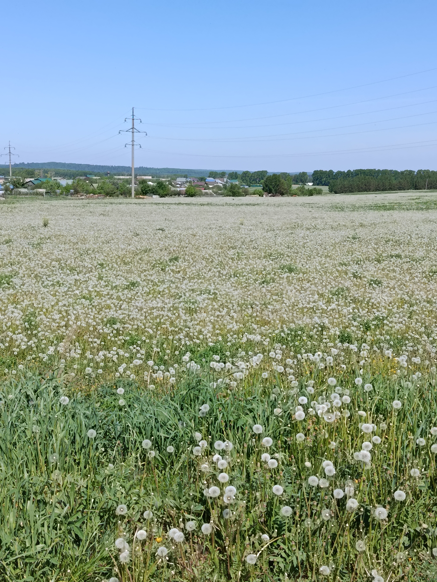 The image shows a field of dandelions in Фоки, Russia. The field is densely populated with the white seed heads of dandelions. In the background, there's a row of utility poles stretching across the landscape, and beyond that, a few buildings can be seen, possibly indicating a residential area. The sky is clear and blue.