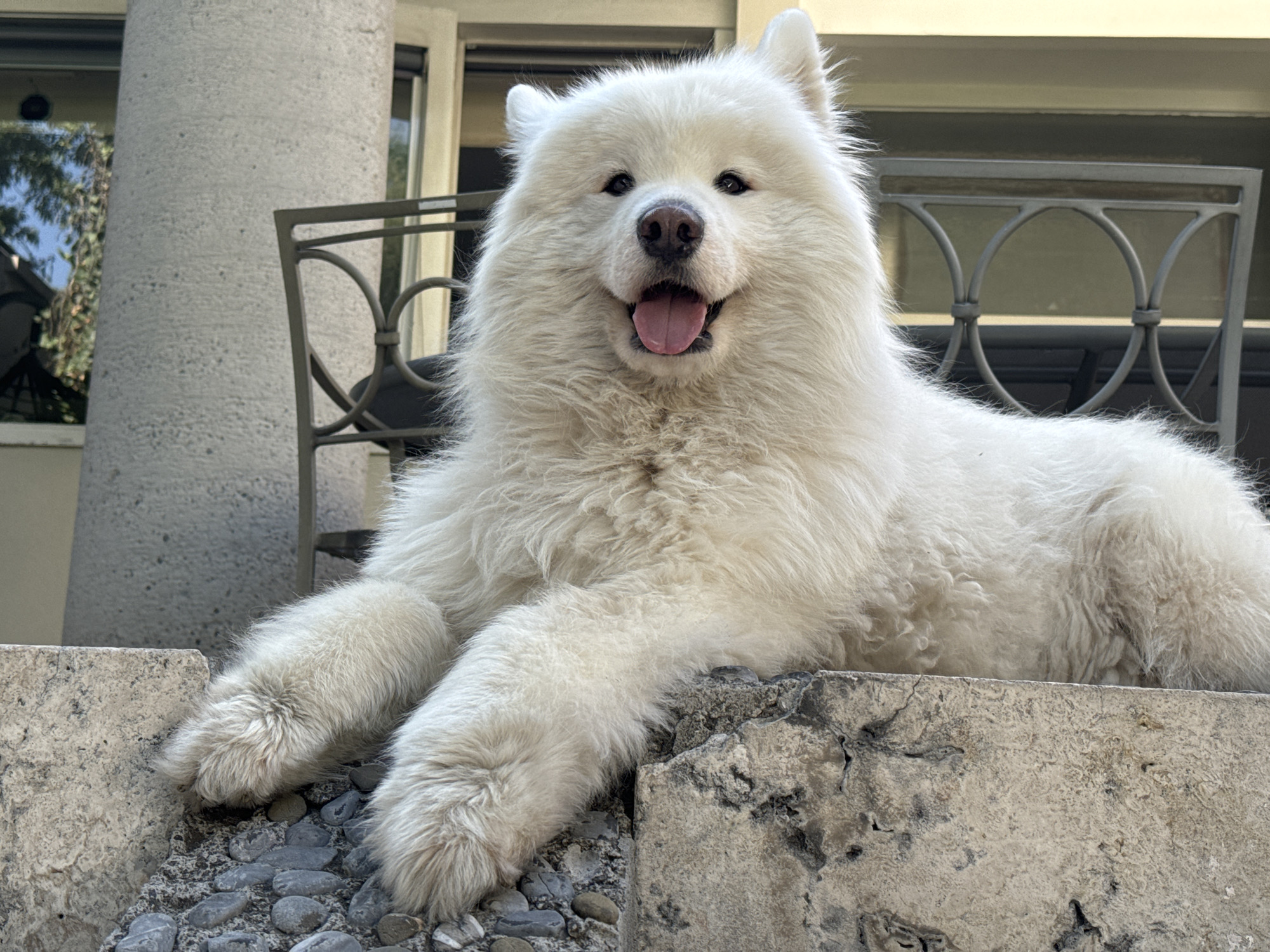 A white, long-haired canid, likely a Samoyed, is positioned prone, facing forward, on a textured concrete or stone ledge. Its front paws extend onto a surface composed of dark, rounded pebbles embedded in cement or gravel. The animal exhibits an open-mouth posture with its pink tongue visible, and possesses dark eyes and a dark nose. In the background, to the left of the canid, a cylindrical, coarse-textured concrete pillar is visible. Behind the canid, a metal chair with a decorative back featuring scrolled circular elements is partially present. Further in the background, a building with light-colored walls and dark-framed windows reflects green foliage and a clear blue sky. The scene is illuminated by natural daylight in an outdoor setting, specifically an exterior area of a building, in the city of Unknown, Unknown.