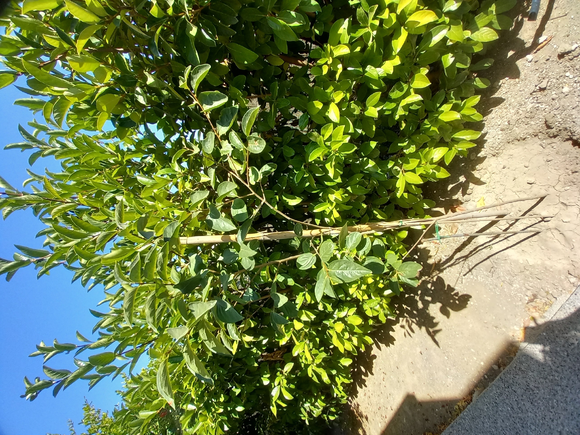 An upright, young tree is staked with bamboo poles and green twine, positioned in front of a dense green hedge. The tree's thin trunk is visible through the leaves, and its branches extend upwards. The ground around the tree is dry and dusty, with scattered pebbles. A shadow of the tree and surrounding foliage stretches across the sandy soil. In the background, the bright blue sky is clear. To the left, a grey, textured surface, possibly a curb or border, is partially visible, casting a distinct shadow.