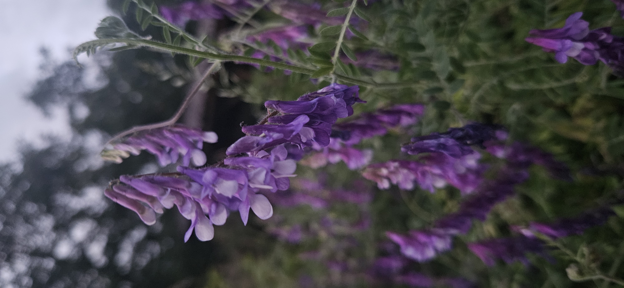 The image presents a close-up, shallow-depth-of-field view of flowering plants located in Gutsal, Bulgaria. The primary subjects are multiple clusters of pea-like flowers, predominantly purple and light violet with subtle white accents, hanging downwards in sharp focus. These flowers exhibit characteristics consistent with a species of vetch (Vicia). Visible green stems and sparse foliage support the flower racemes. The background is heavily blurred, displaying dark, indistinct shapes suggestive of trees or large shrubs against a lighter, diffused sky, creating a soft bokeh effect. The foreground also contains out-of-focus purple flowers and green vegetation. The lighting is soft and uniform, indicating an overcast condition or ambient light. No human figures, animals, or prominent man-made structures are discernible within the frame.
