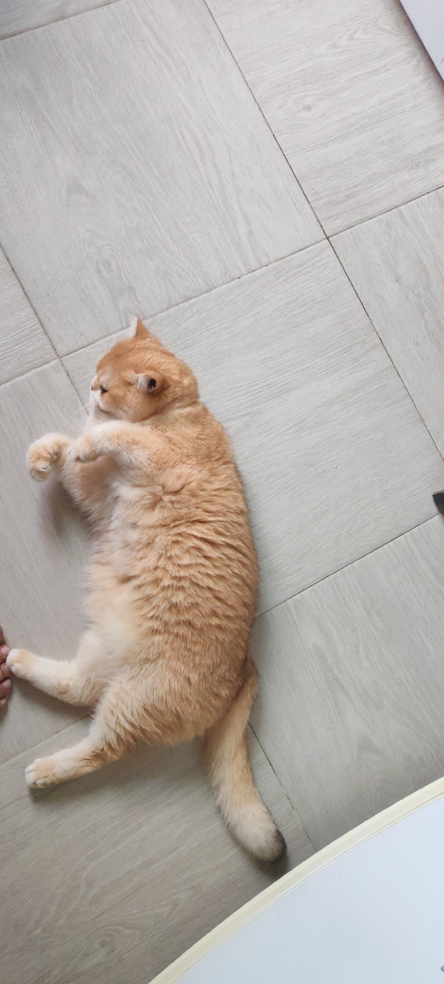 A ginger cat is lying on its back on a light-colored, wood-patterned floor. The cat is facing to the left, with its paws in the air. Its eyes are partially closed, and its mouth is slightly open. The floor is made of square tiles. The image appears to be taken indoors. There is no indication of the city of Kaluga, Russia, or any other specific location.