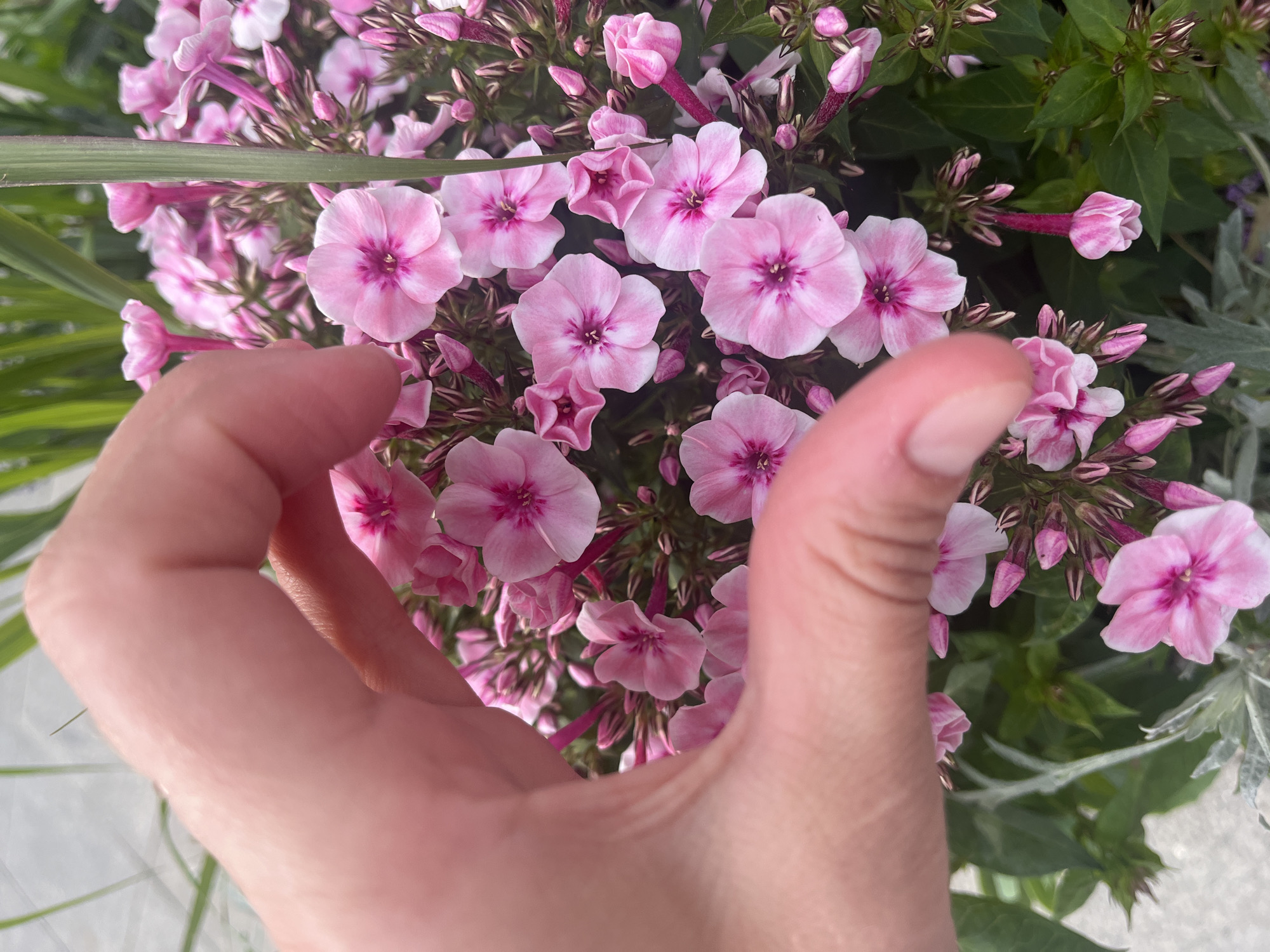A person's hand is creating a heart shape over a cluster of pink phlox flowers. The hand is the primary subject, positioned in the foreground, with the thumb and index finger curved to form the top of the heart. The fingers are illuminated, highlighting their texture and skin tone. The background is filled with a dense arrangement of pink phlox flowers in various stages of bloom, with some buds visible. The flowers exhibit a gradient of pink, from a lighter hue on the outer petals to a deeper pink or magenta at the center. Green foliage and stems are interspersed among the flowers, providing a natural backdrop. The lighting suggests an outdoor environment, likely during daytime, with the sunlight casting soft shadows. The overall impression is a close-up shot focusing on the hand gesture and the floral arrangement.