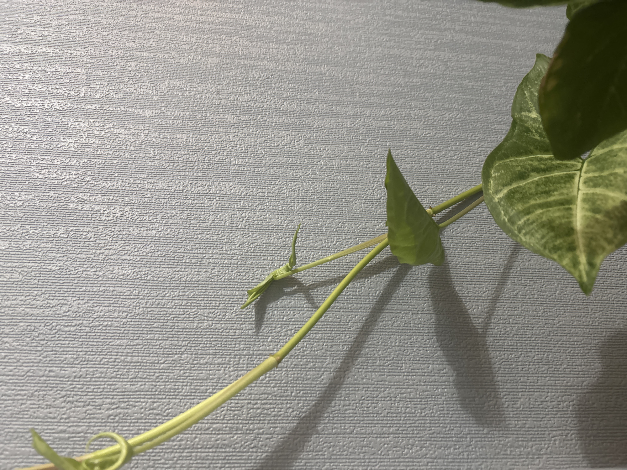 A close-up shot captures a portion of a vine with several leaves and tendrils against a textured, pale grey wall. The vine's stems are a light green, with new growth emerging. One prominent leaf is a deep green with lighter green variegation. The wall has a raised, linear pattern. The lighting creates distinct shadows on the wall from the vine. The image does not provide any information about the city of Sinyavino, Russia.