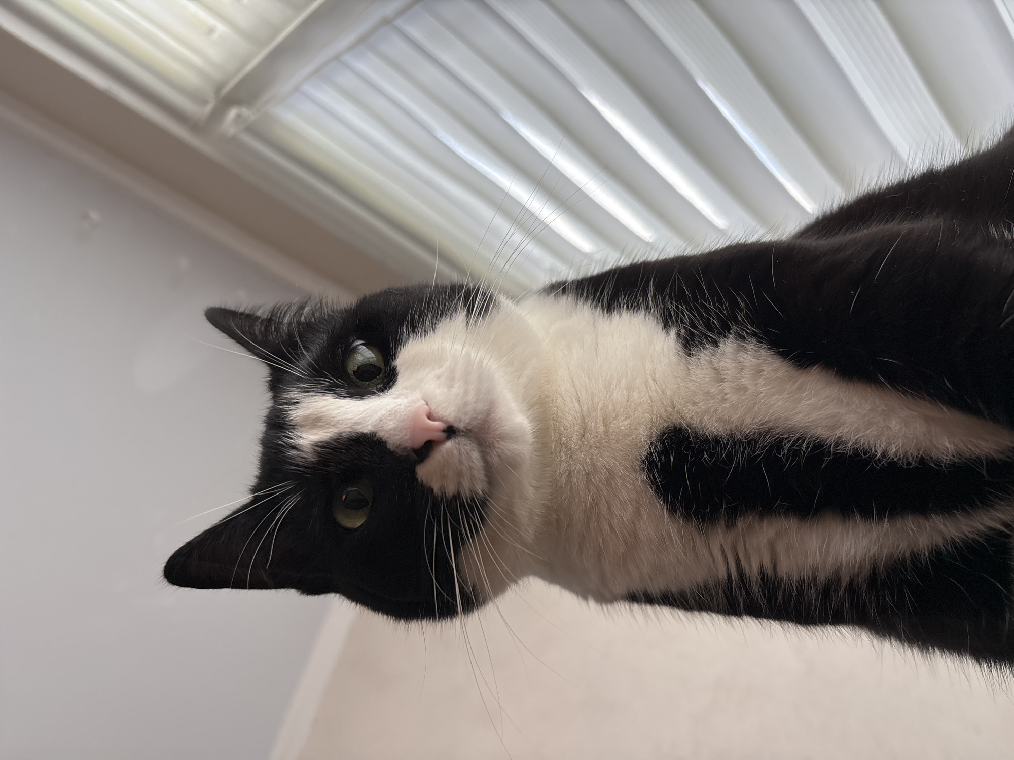 The image shows a close-up, low-angle shot of a black and white cat sitting indoors. The cat is looking directly at the camera with green eyes. Its fur is predominantly black with white markings on its chest and face. The background is a plain wall with what appears to be a window with blinds to the right, allowing natural light to enter. There is no indication of the cat's location in Saint Petersburg, Russia, or any other specific location, nor are there any people or specific objects that would indicate a particular place. The scene is a simple portrait of a domestic cat.