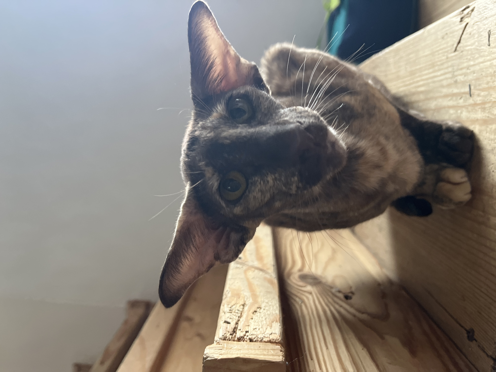 A cat with striking green eyes, large pointed ears, and prominent whiskers looks directly down at the camera from a low angle. The cat's fur displays a mottled pattern, appearing to be a blend of brown, grey, and lighter cream tones, possibly a tortoiseshell or dilute tortoiseshell. Its long whiskers are distinctly highlighted by the lighting.
The cat is perched on a light-colored wooden structure, which occupies the lower and right sections of the frame. This structure, likely a cat tree or wooden furniture, exhibits a visible wood grain pattern and some minor imperfections, suggesting unfinished or natural wood. The background consists of a light-colored wall or ceiling on the left, and a darker, out-of-focus element, possibly a plant or another object, in the upper right.
The perspective of the shot suggests the photograph was taken from below the cat, emphasizing its gaze and ears. The lighting appears to be natural indoor light, illuminating the cat's features and the wooden surface. There are no visible people or text in the image. The scene captures a moment of curiosity or observation by the cat within an indoor domestic setting.
