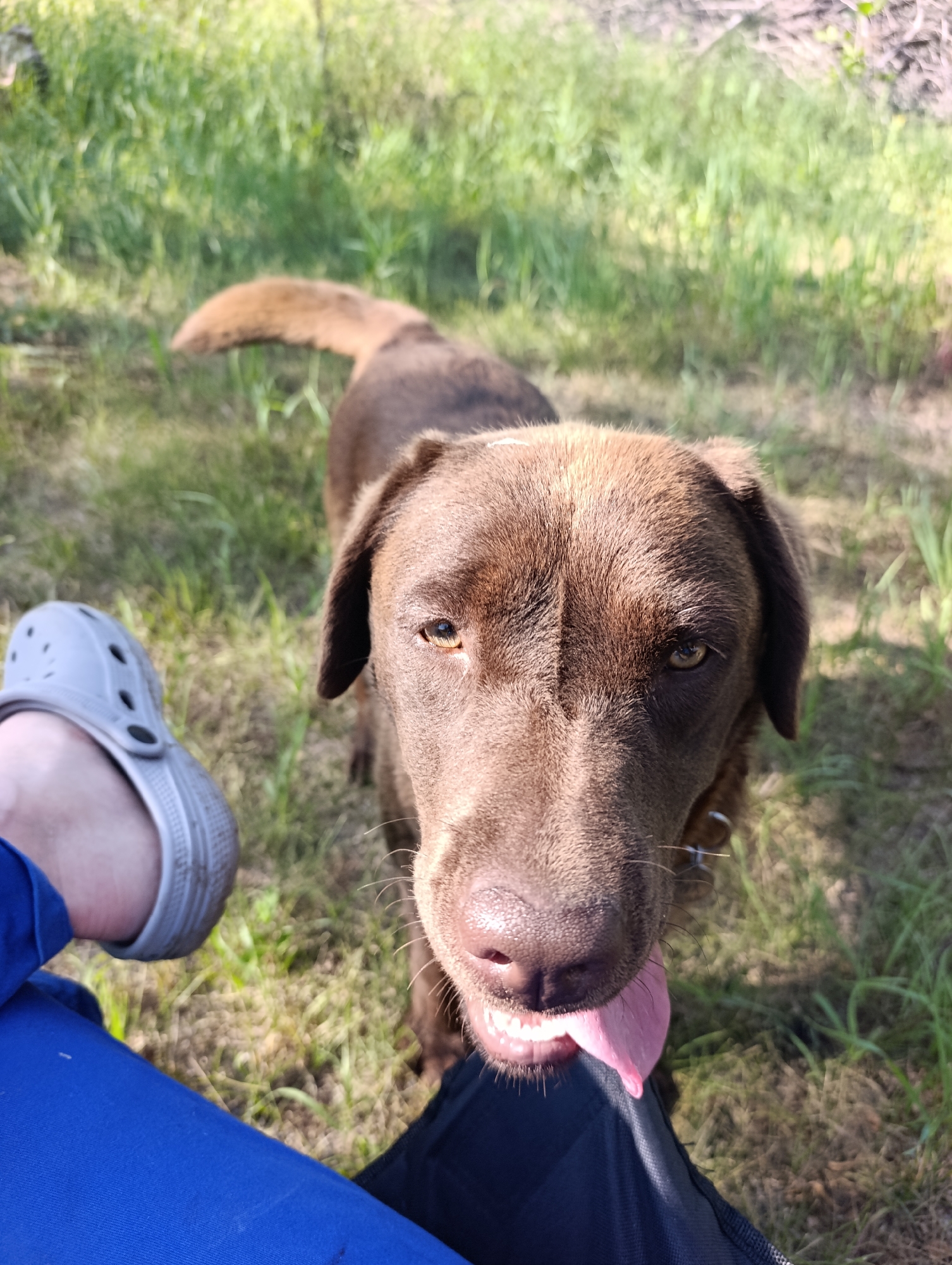 A medium shot captures a brown Labrador Retriever in an outdoor, grassy environment. The dog is positioned in the center of the frame, facing the camera with its head tilted slightly. Its tongue is visible, extended outwards, indicating a relaxed or panting state. In the lower left corner of the image, a human foot wearing a grey Croc-style shoe is visible, along with a portion of blue fabric, suggesting the presence of a person. The background consists of green grass and some dried foliage, illuminated by natural light. The scene appears to be a park or a natural area. The metadata associated with this image does not contain information about the specific location within Dimitrovskii, Russia, nor does it provide any details regarding the date or time the photograph was taken.