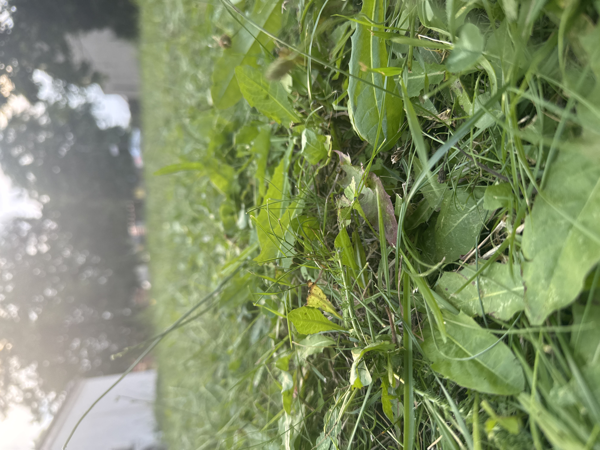 This is a close-up, low-angle shot of thick green grass and weeds in an outdoor environment. The foreground is filled with various types of foliage, including dandelion leaves and thin blades of grass, some of which appear recently cut. The lighting suggests it is either early morning or late afternoon, with the sun creating a hazy effect in the background and casting a warm glow. In the blurred background, hints of a white building or fence and trees can be seen. The overall impression is one of a natural, unmanicured lawn area. There are no people or animals visible in the image. The scene could be a park, a backyard, or a vacant lot within the city of Katowice, Poland, given the presence of suburban architectural elements in the background.