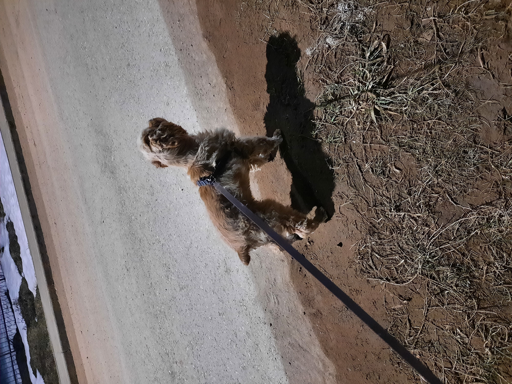 The image shows a medium-sized, brown, curly-haired dog on a leash. The dog is standing on the edge of a paved path, with dirt and sparse vegetation on the right. The path is bordered on the left by a grassy area with snow. The location is Krasnogorskoye, Russia.