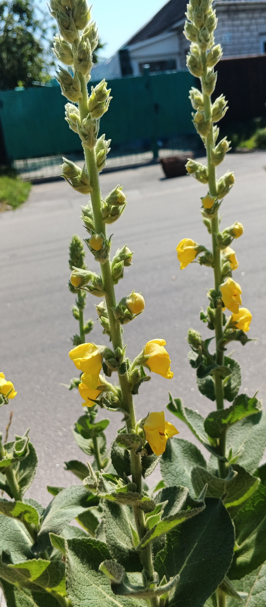 The image features two tall, fuzzy green stalks with yellow flowers, characteristic of mullein plants, in the foreground. The flowers are small and trumpet-shaped, with some closed buds visible further up the stalks. The leaves at the base of the plants are also broad and fuzzy.
The setting appears to be outdoors in a somewhat rural or suburban area. In the background, a weathered green fence runs horizontally, and behind it, a house with a grey roof and white siding is partially visible. The ground in the mid-ground is paved, suggesting a road or driveway. Lush green trees and grass are visible to the left, and the sky above is clear and blue.
The lighting suggests it is daytime, likely late morning or early afternoon, given the bright sunlight casting shadows and highlighting the texture of the plants. The weather appears to be sunny and clear. There is no visible text in the image. The overall impression is one of a sunny day in a Ukrainian landscape, focusing on the natural beauty of the flowering mullein plants.