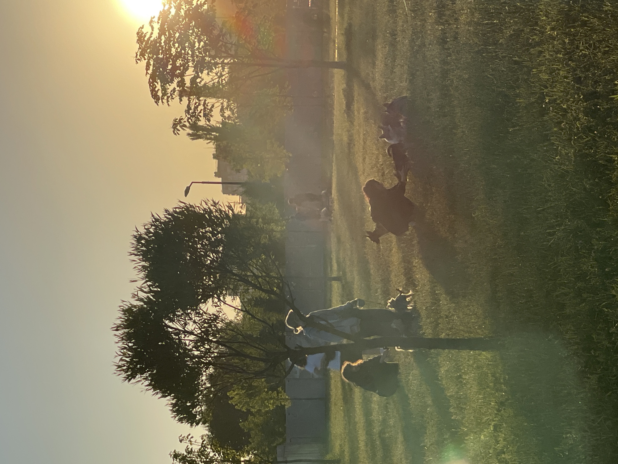 The image captures a serene sunset scene in a park-like setting, possibly within Moscow, Russia. The golden hour light illuminates a grassy field dotted with trees. In the foreground, a person is partially visible, crouching down, interacting with a group of dogs that are gathered around them. The dogs appear to be of various sizes and breeds. Further in the background, several other individuals and dogs are present, some walking and others resting on the grass. The backdrop features trees, a fence, and distant buildings, indicating an urban park. The overall atmosphere is peaceful and recreational, with people and their pets enjoying the warm evening.