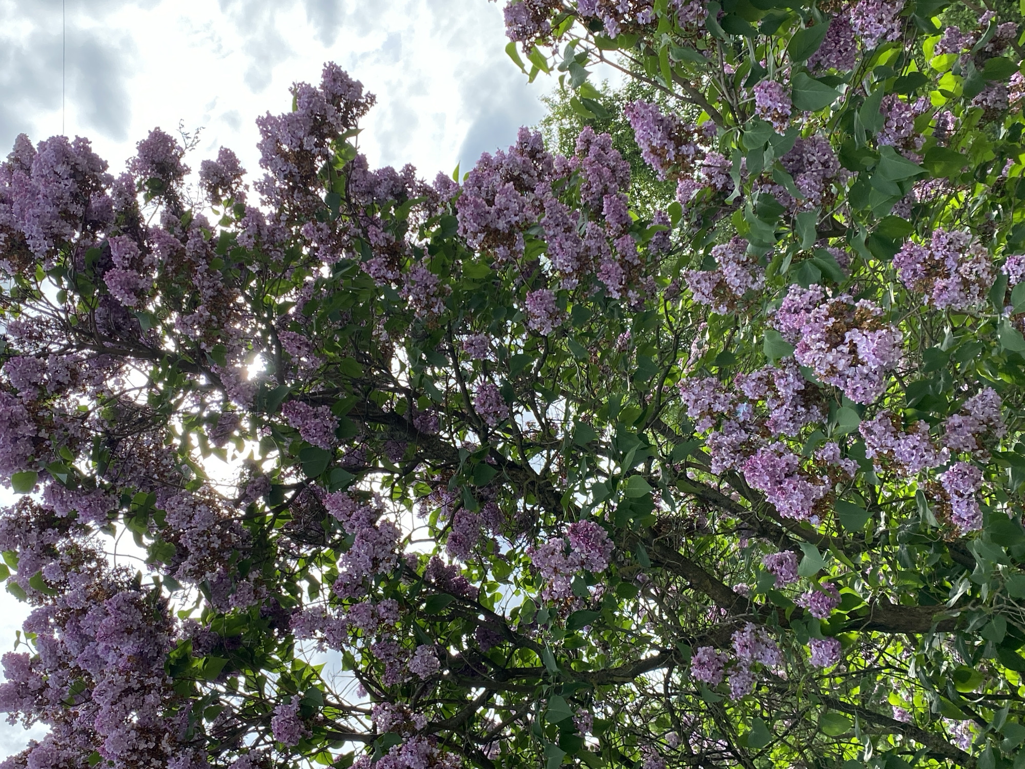 The image captures an upward-looking perspective into the dense, blooming canopy of lilac trees in Saint Petersburg, Russia. The primary subjects are the profuse clusters of purple and pinkish-purple lilac flowers, intermingled with vibrant green leaves and dark, intricate branches.
The scene depicts an outdoor setting, dominated by the natural beauty of the flowering plant. Bright sunlight filters through the foliage and branches from above, creating a backlighting effect that highlights the blossoms and casts parts of the branches into shadow. The sky, partially visible through the gaps in the leaves and flowers, is a mix of bright white and grey clouds, suggesting a partly cloudy but sunny daytime.
No people or specific activities are visible; the image focuses solely on the natural phenomenon of a blooming lilac tree. The strong light indicates it is daytime, possibly mid-morning or afternoon. The overall impression is one of spring's arrival, evoking feelings of freshness and natural beauty. There is no visible text in the image.