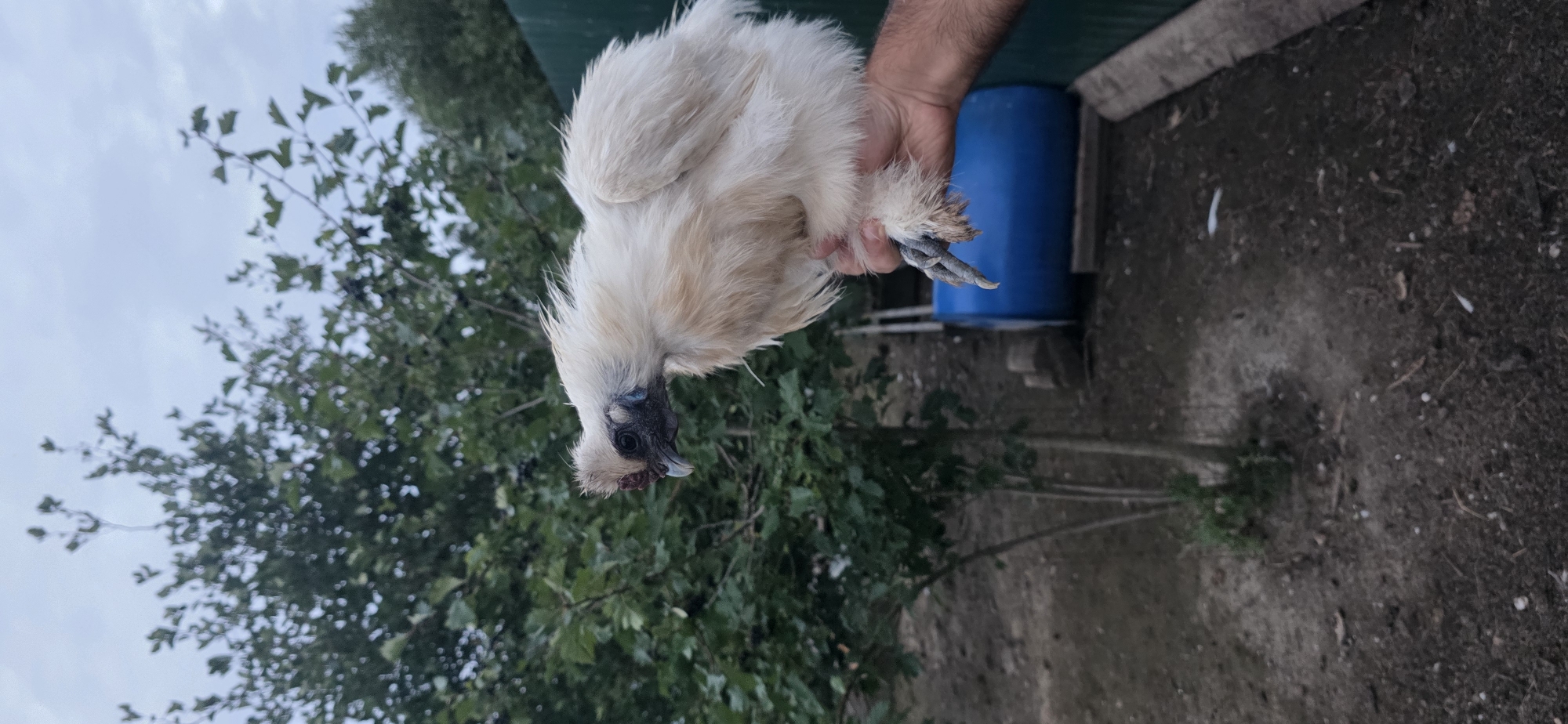 A person is holding a white Silkie chicken outdoors. The chicken has fluffy white feathers, a dark beak, and a red comb on its head. Its feet are gray and scaled, with sharp talons. The background features green trees, a dirt ground, a blue barrel, and a green fence. The image was taken in Taraskovo, Russia.