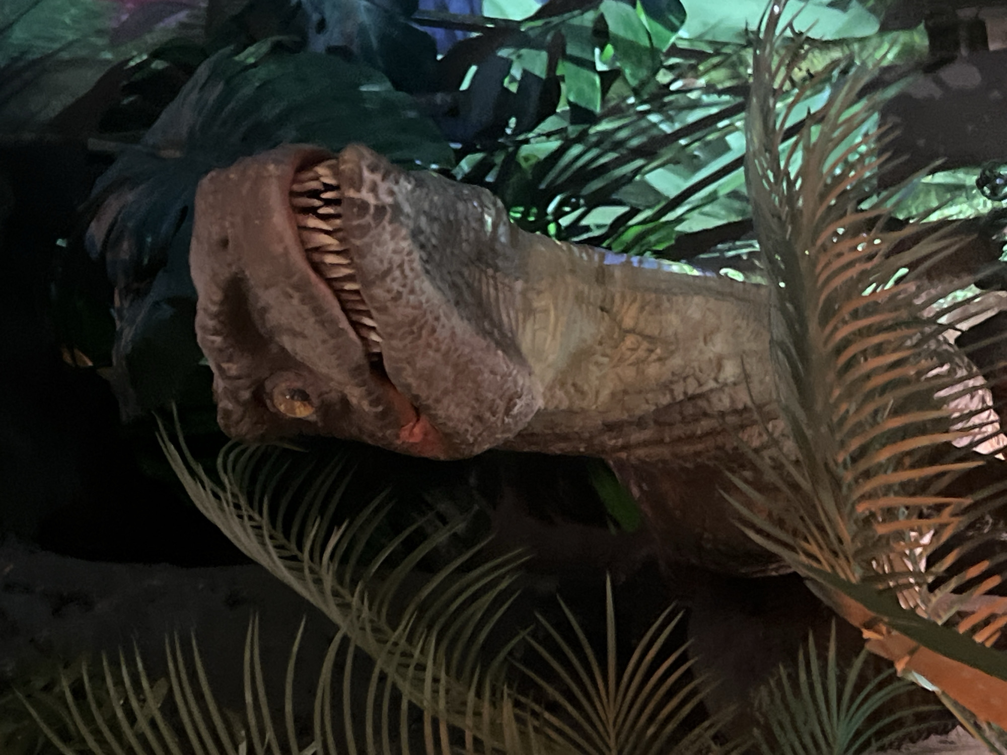 A close-up, waist-up shot focuses on the head and neck of a dinosaur model, possibly a velociraptor, depicted in a dark, jungle-like environment. The dinosaur is positioned slightly to the left of the frame, with its head turned to the right and slightly upwards. Its eyes are a piercing yellow, and its mouth is open, revealing rows of sharp, pointed teeth. The skin of the dinosaur appears rough and textured, in shades of brown and gray. Large, feathery palm fronds in shades of green and brown frame the dinosaur, obscuring parts of the background and the dinosaur's body. The lighting is dim, with some areas of brighter green light suggesting artificial lighting from foliage in the background, creating a sense of depth and mystery. The scene is static, with no visible movement or human presence. The location is not specified, but the environment suggests a natural or simulated prehistoric setting.