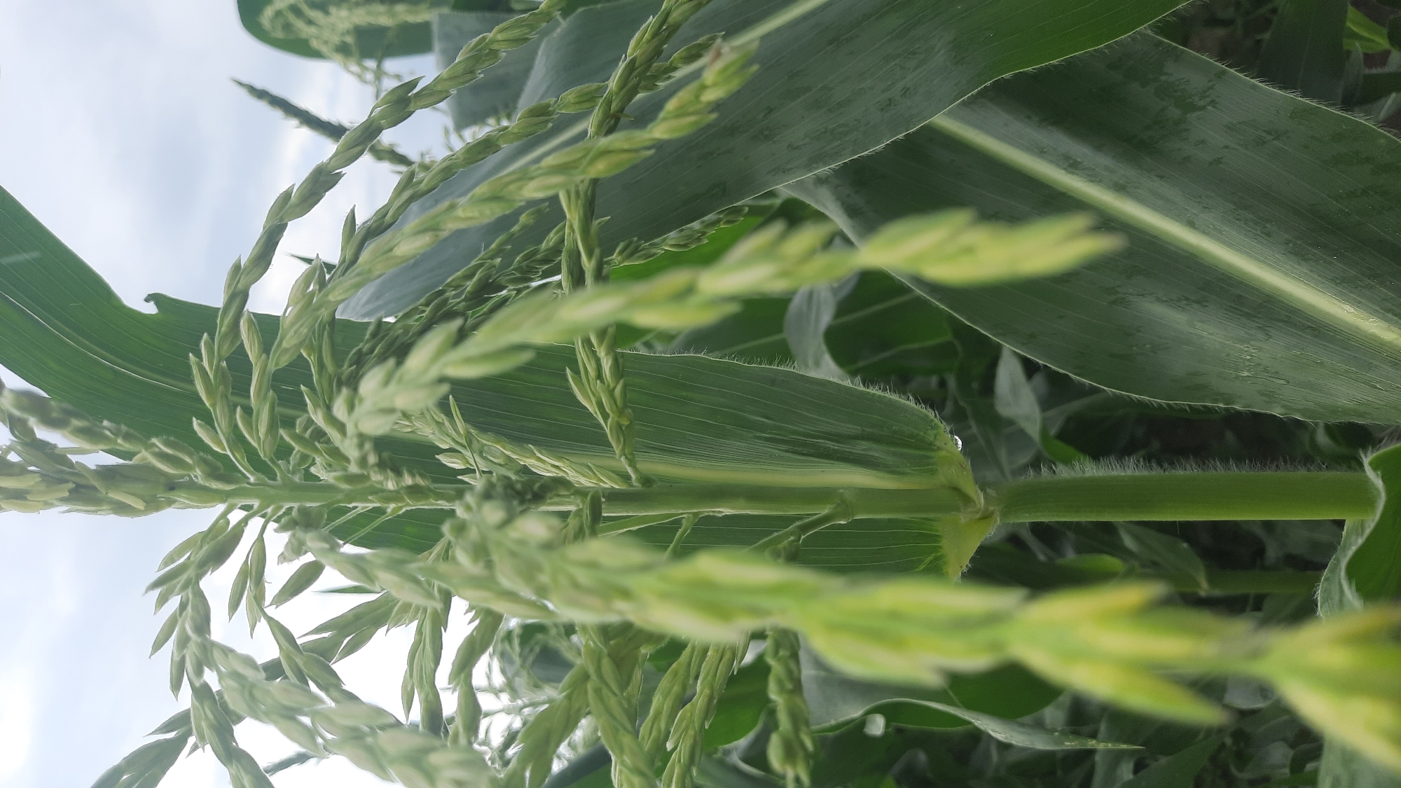 The image shows a close-up of a corn plant's tassel and leaves. The tassel, which is the male reproductive part of the corn plant, is at the top of the stalk and consists of numerous small, green spikelets. The leaves are long, wide, and green, with prominent veins. Some leaves appear wet, suggesting recent rain or dew. The background is blurred, showing more corn plants and a cloudy sky. The image does not provide any specific details to identify its location within the city of Шклоў, Belarus.