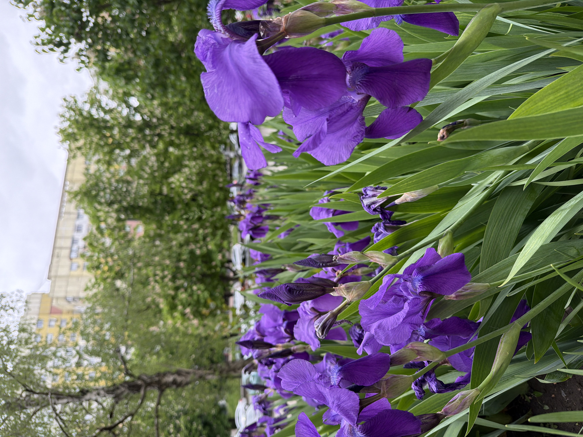 A close-up, rotated, outdoor shot shows a dense row of purple iris flowers and long green leaves in front of trees, with a multi-story building visible in the background. The building is light-colored with a few yellow patches and numerous windows. The trees appear to be in full bloom with green leaves. The sky is overcast. The irises are the focal point, exhibiting vibrant purple petals and some closed buds. The long, linear leaves create a backdrop. The location appears to be urban, likely a garden or park area in an unknown city. There is no evidence of people or any specific interactions.