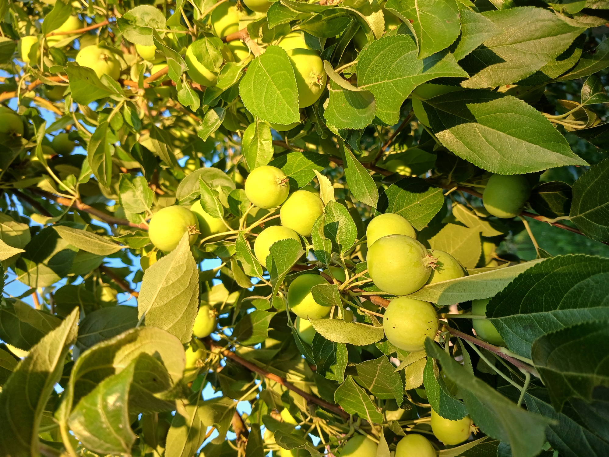 The image shows a close-up of an apple tree branch laden with green, unripe apples. The apples are round and vary in size, with some appearing larger than others. They are clustered together, surrounded by lush green leaves. Sunlight filters through the leaves, casting shadows and highlighting the texture of the foliage and the surface of the apples. The background is a blur of green and hints of blue sky, suggesting an outdoor setting. The image is a still life of nature's bounty, showcasing the early stages of fruit development. The location is not specified in the image.