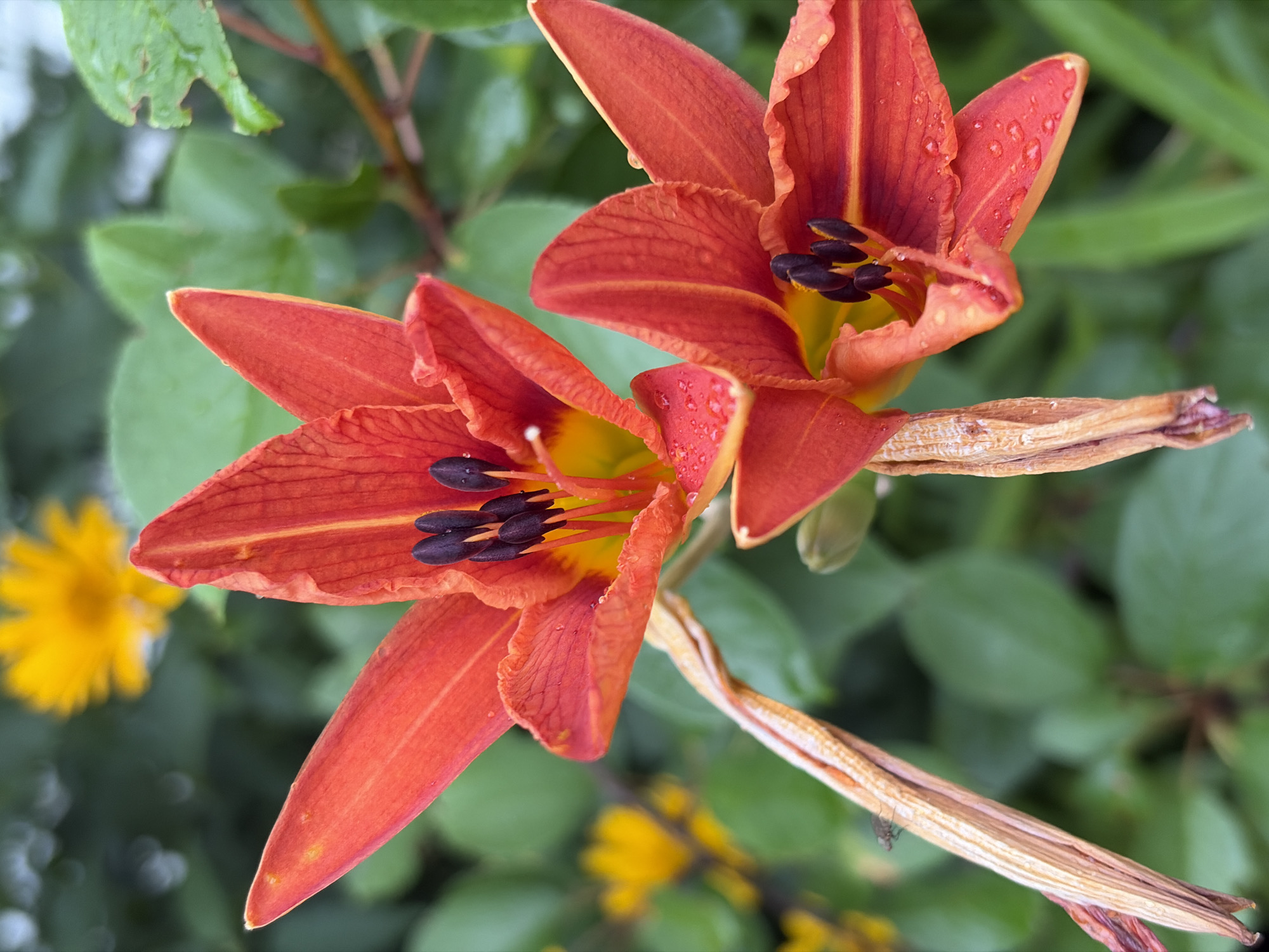 The image shows a close-up of two orange lilies with dark stamens, one slightly higher than the other. The petals of the lilies are slightly ruffled and have small water droplets on them. In the blurred background, there are green leaves and a yellow flower. The overall setting appears to be an outdoor garden. The location of this scene in Chernihiv, Ukraine is not discernible from the image.