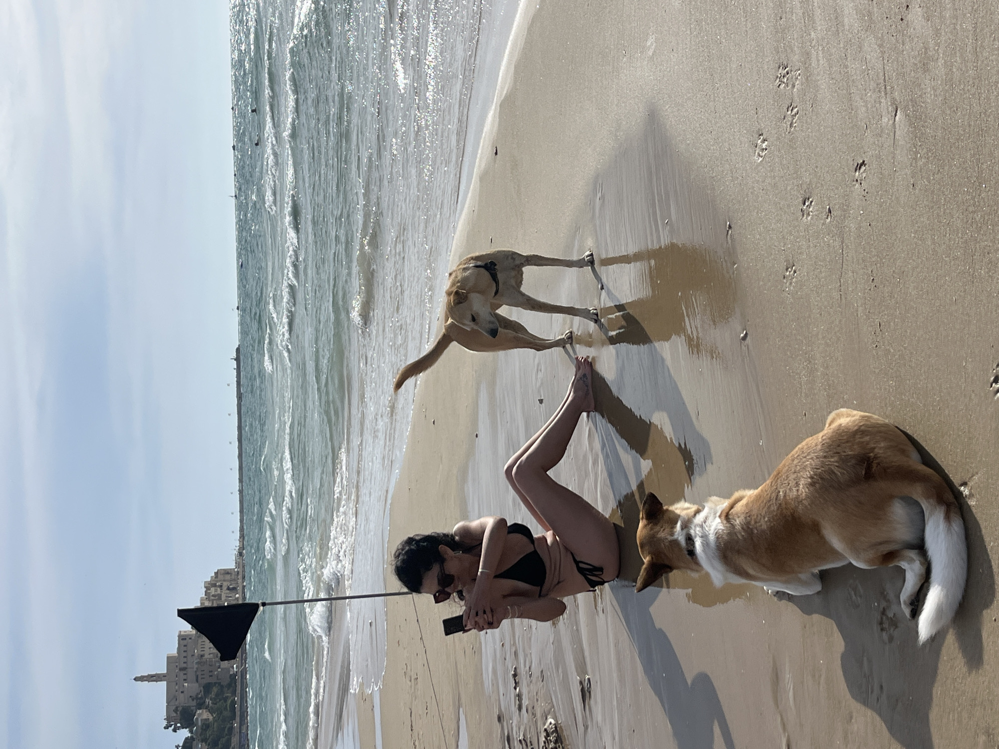 A sunny beach scene unfolds with a woman and two dogs on the sandy shore, framed by the sparkling sea and distant historic architecture. The image is taken during bright daylight, with strong sunlight reflecting off the water.
In the foreground, a woman wearing a black bikini is seen sitting or lying on the wet sand, seemingly engrossed in her phone. She wears sunglasses. Her legs are bent, and her bare feet are visible on the sand.
Two dogs accompany her. To her left, a slender, light brown dog with a dark harness stands near the water's edge, looking down. To her right and slightly behind her, a corgi-like dog with brown and white fur is resting on the sand, its back partially to the viewer. Numerous dog paw prints are visible in the damp sand.
The ocean stretches across the background, characterized by small, gentle waves reflecting the bright sunlight. In the distance, across the water, the distinctive ancient buildings of Jaffa are visible, including a prominent tower. A black flag on a pole stands upright near the coastline, close to the distant buildings.
No visible text is present in the image. The setting suggests a leisurely day at the beach, possibly in Tel Aviv, Israel, given the iconic Jaffa skyline.