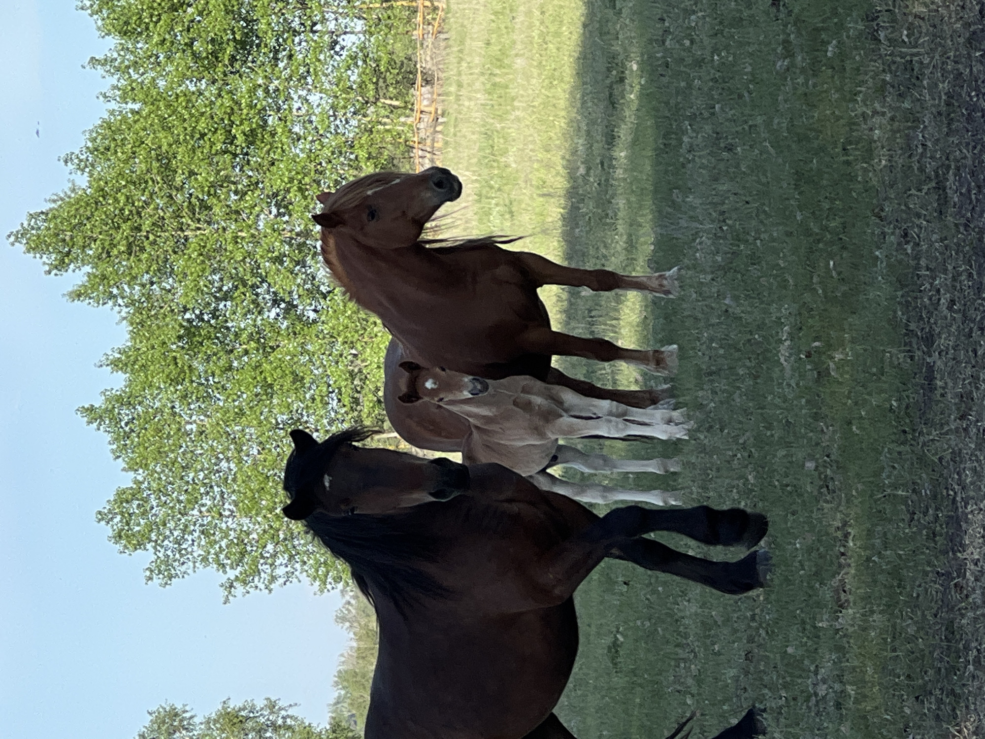 A photograph shows three horses in a grassy field under a blue sky partially obscured by trees. A dark brown horse with a black mane is in the foreground, partially blocking the view of a light brown foal standing behind it. A reddish-brown horse is positioned at the back, with its head raised. The location is suspected to be Sloboda, Russia, though this is not explicitly verifiable from the image. The horses are in motion.