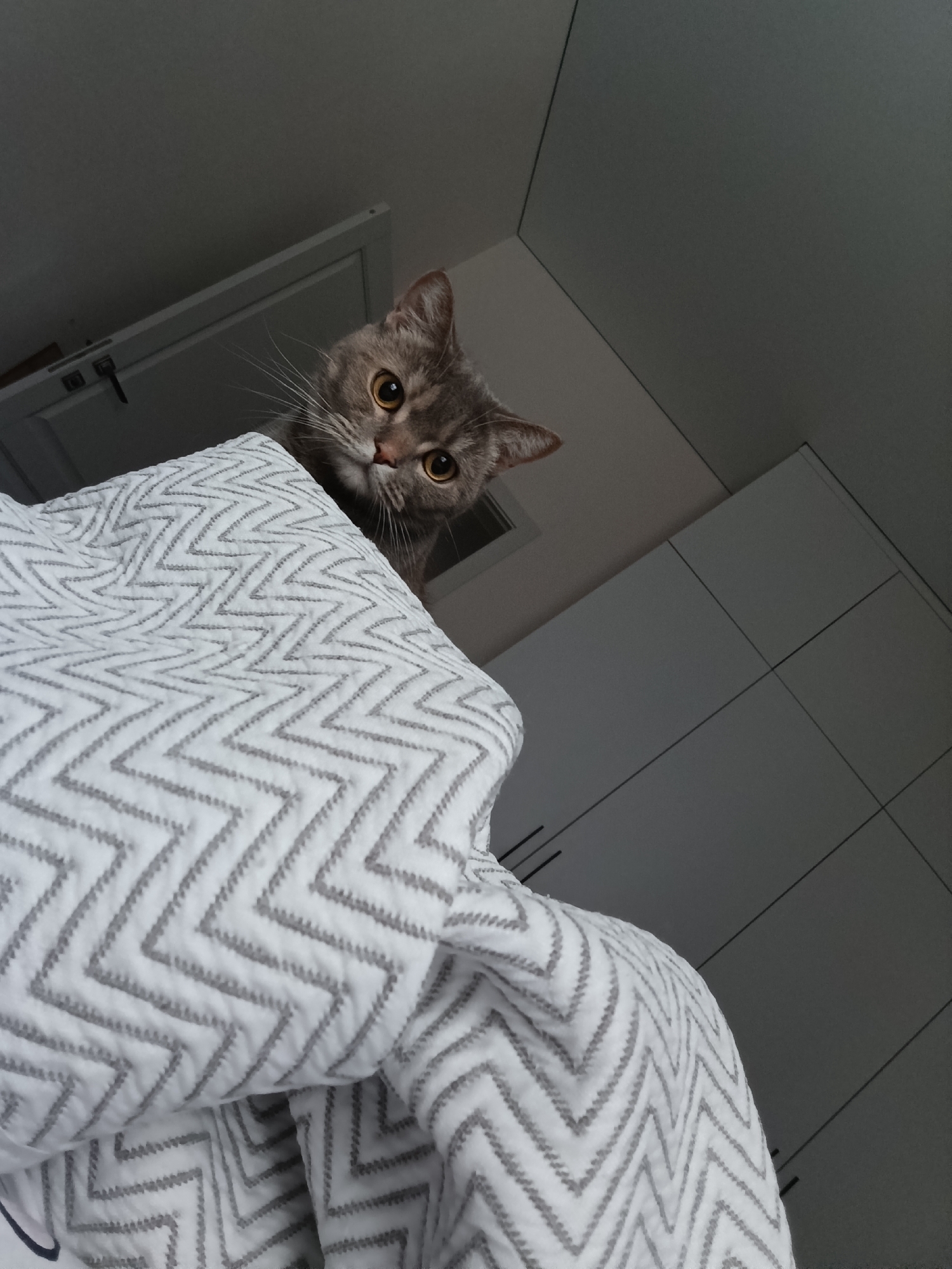 A gray tabby cat with golden eyes peers from behind a white blanket patterned with gray zigzags. The cat's head is centered and at the top of the frame. Behind the cat is a white door on the left, and white cabinets on the right. The location is indoors, presumably a bedroom. The image provides no information about the city of Chaikovsky, Russia.