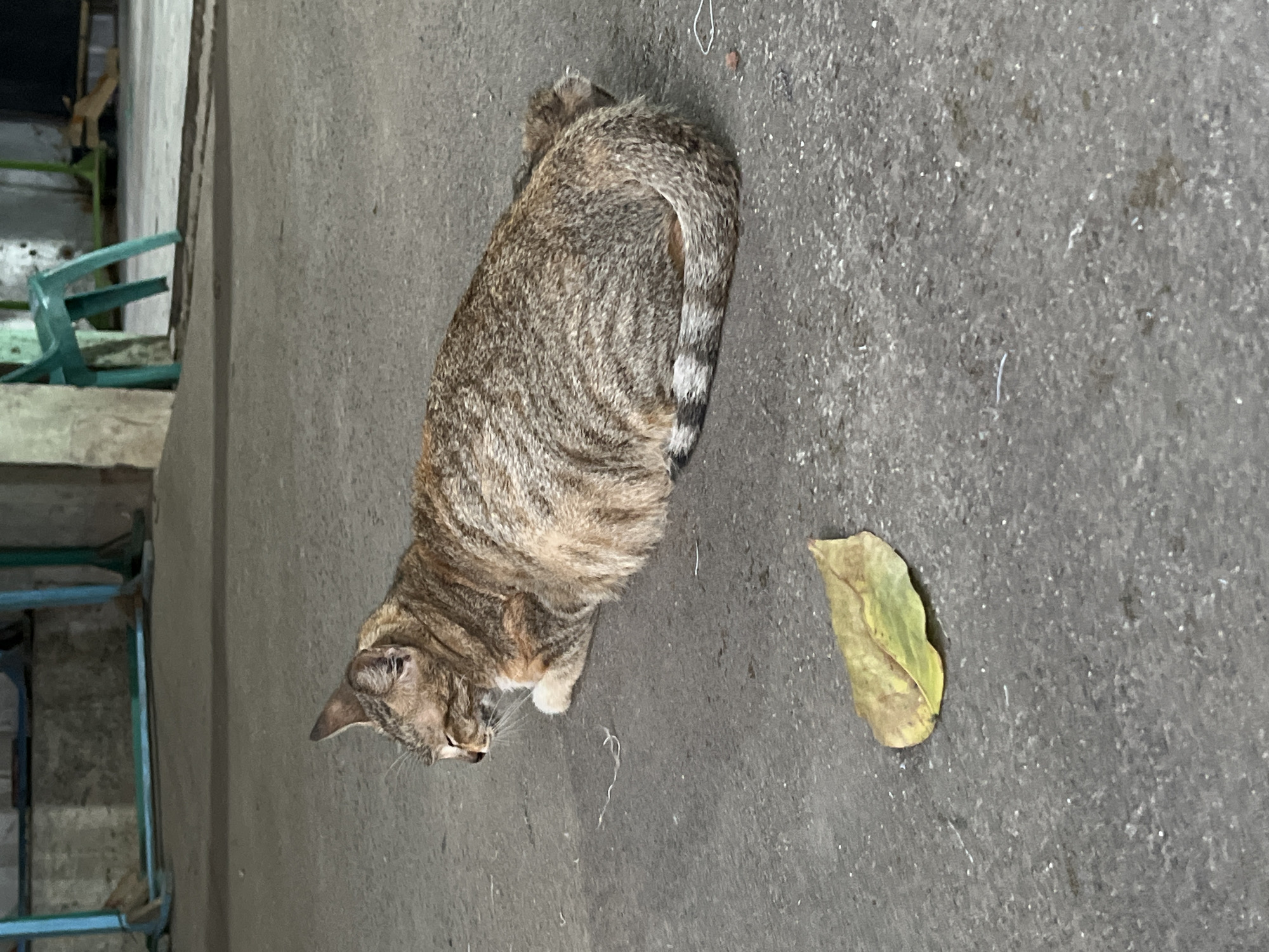 An adult tabby cat is lying on its side on a gray concrete surface, facing left. The cat has brown and black stripes and a white chest and paws. A single dry, yellow-green leaf is on the ground in front of the cat. In the background, there are some turquoise chairs and metal frames, and a concrete wall. The scene appears to be outdoors, possibly in a yard or alleyway.
