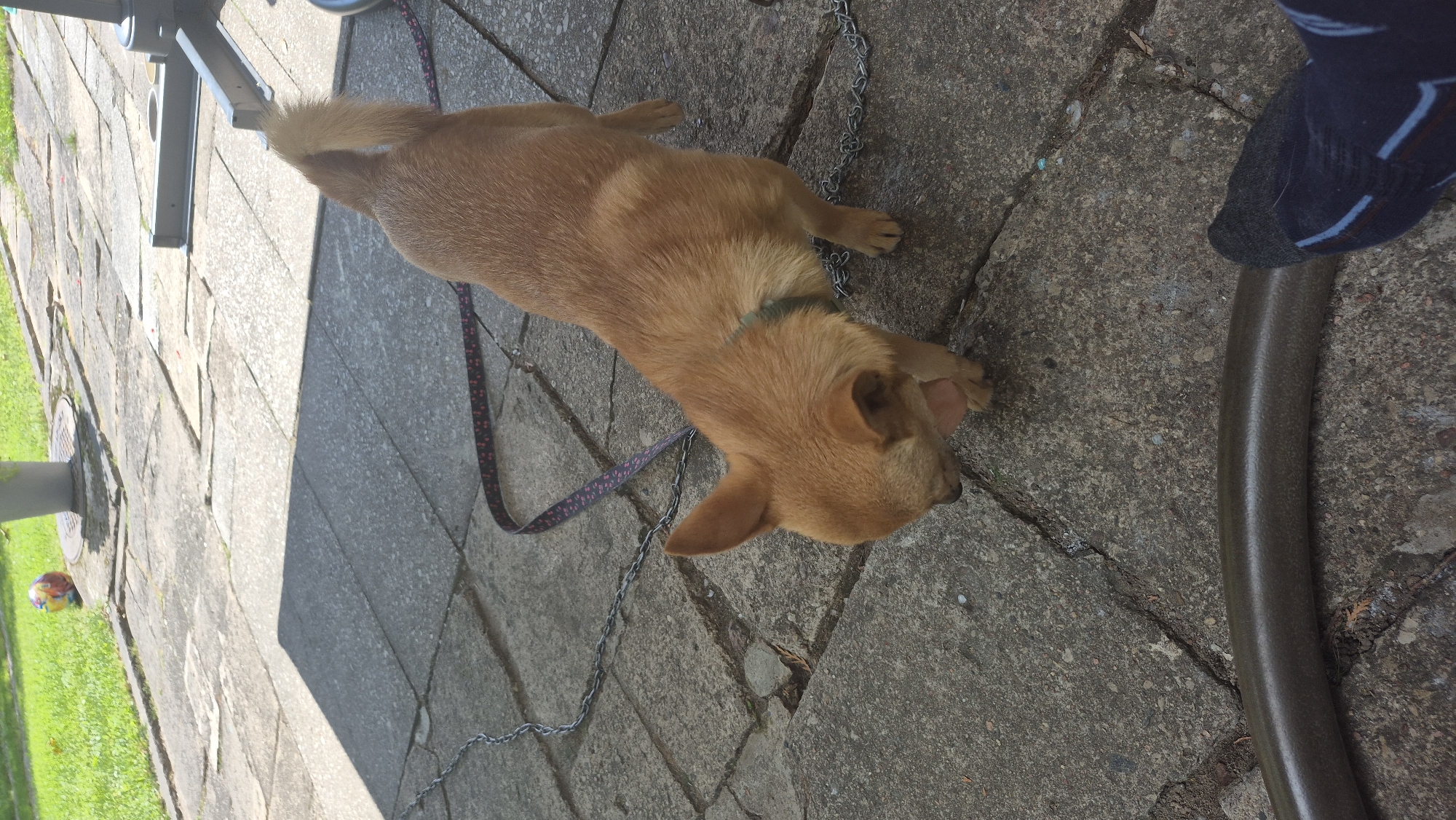 The image shows a tan-colored dog with pointy ears lying on a stone patio. The dog is wearing a thin, light green collar and a patterned leash. To the right of the dog, a person's foot in a dark blue sock with light blue stripes is visible, resting near a brown hose. In the background to the left, green grass and a colorful ball can be seen. The scene appears to be outdoors, likely in a backyard or garden, given the patio, grass, and hose. The lighting suggests it is daytime, with shadows cast on the patio. The overall mood is relaxed, with the dog appearing comfortable. There is no visible text in the image. The location context is Švenčionys, Lithuania.