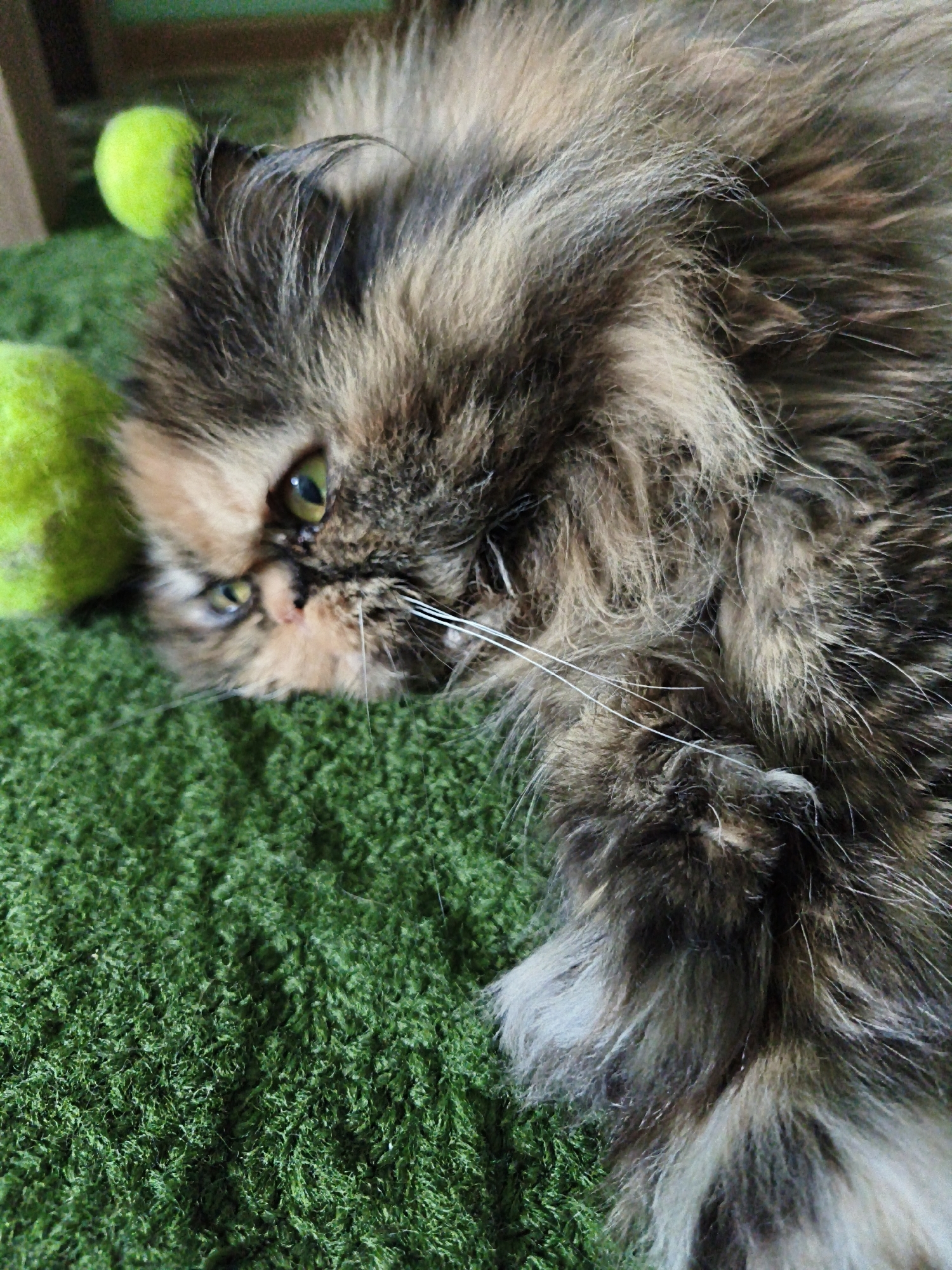 In an indoor environment with a green carpeted floor, a long-haired calico cat is lying on its side, facing left. The cat's fur is a mix of brown, black, and tan, with some white accents around its face. Two bright green tennis balls are visible in the background, to the left of the cat. The cat's eyes are open and green, and its gaze is directed towards the viewer. The image is a close-up shot, with the cat's head and upper body filling most of the frame. The lighting is soft and natural, creating a calm and relaxed atmosphere.