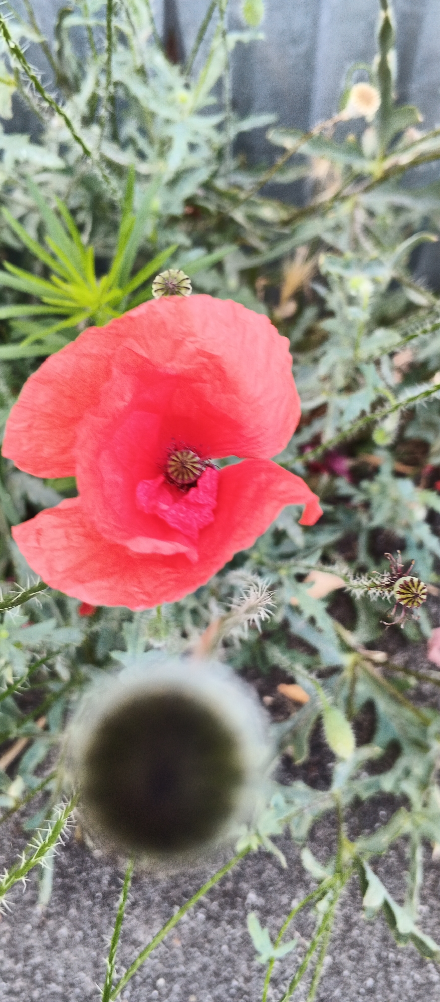 A close-up, slightly blurred shot of a vibrant red poppy flower is captured from a low angle. The flower's petals are delicate and crinkled, revealing a darker, ruffled center with visible stamens. A small, round seed pod sits atop one of the petals, its texture contrasting with the soft petals. The background consists of lush, green foliage and a muted grey fence. The ground beneath the plant is a mixture of grey pebbles and dark soil. The scene appears to be an outdoor setting, possibly a garden or park in the city of Smila, Ukraine. No people are visible in the image, and the focus is entirely on the natural beauty of the poppy.