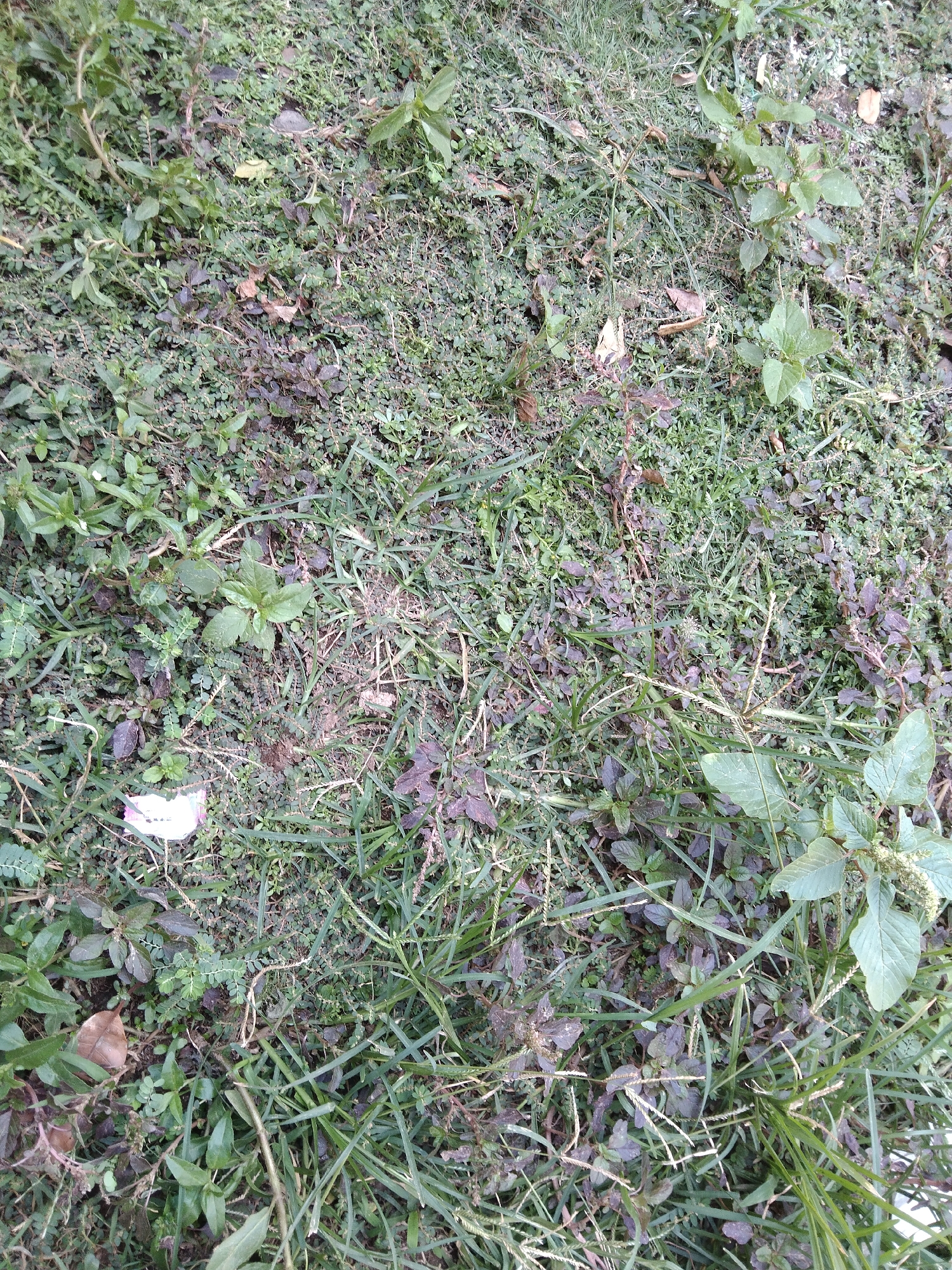 The image shows a close-up, overhead view of a patch of overgrown ground cover, likely in an outdoor setting. The ground is densely populated with various low-lying plants, grasses, and some fallen leaves. The dominant colors are shades of green and muted brown, with some plants exhibiting reddish-purple hues. The vegetation appears somewhat wild and unkempt, suggesting a natural or neglected area. There are no visible structures, people, or animals in the frame. The lighting is diffused, indicating an overcast day or shaded conditions. The image is rich in detail regarding the textures and forms of the plant life. The general impression is one of a natural, terrestrial environment with a focus on the botanical elements.
