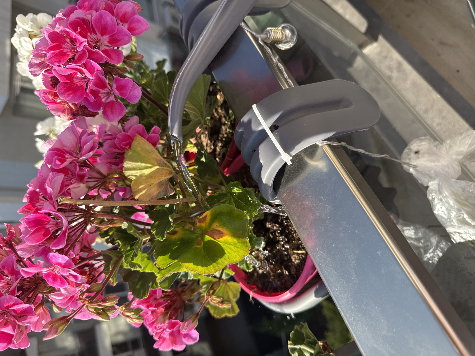 A close-up, eye-level shot captures a potted plant with vibrant pink geraniums being watered on a balcony. The plant, in a pink pot, sits on a metallic railing. A grey watering tube arches over the railing, delivering water directly to the plant's soil, with water droplets visible mid-air. A white zip tie secures the watering tube to a grey clip attached to the railing. In the background, blurry white flowers and a building are visible. The lighting suggests it is daytime, possibly sunny. The scene is set on an outdoor balcony.