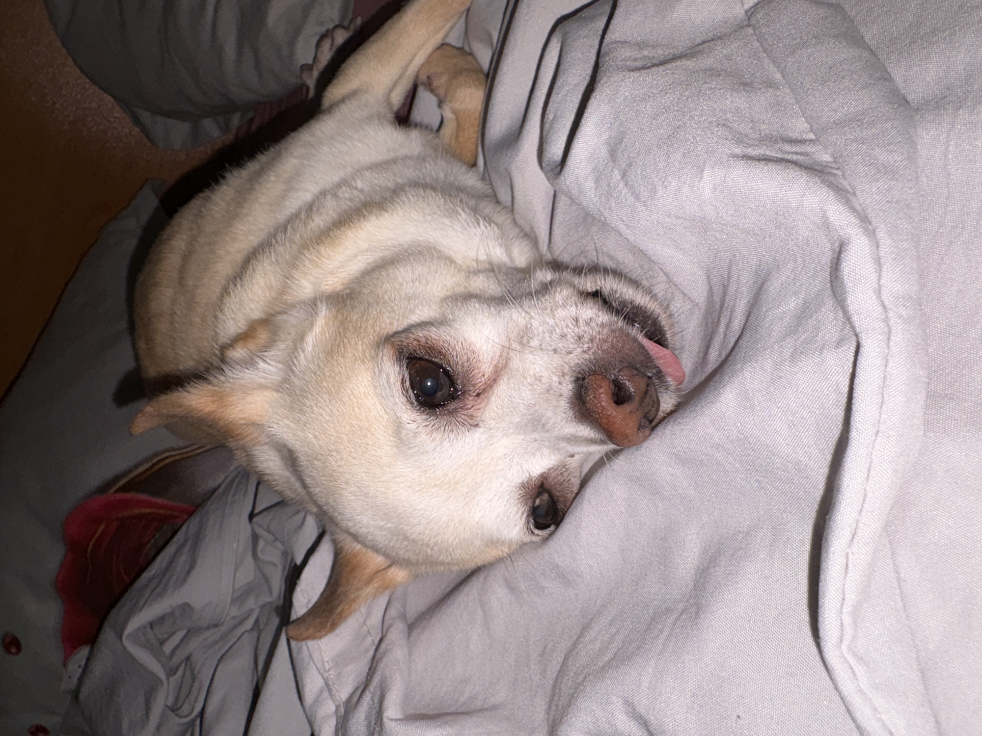 A light-colored dog, possibly a chihuahua mix, rests on a creased, light gray bedsheet. The dog's head is turned to the left, with its tongue slightly extended. Its eyes are dark brown, and its nose is pinkish-brown. The background shows a dimly lit room with wrinkled bed linens in shades of gray and a hint of red fabric. There is no discernible urban environment or reference to Vratsa, Bulgaria.