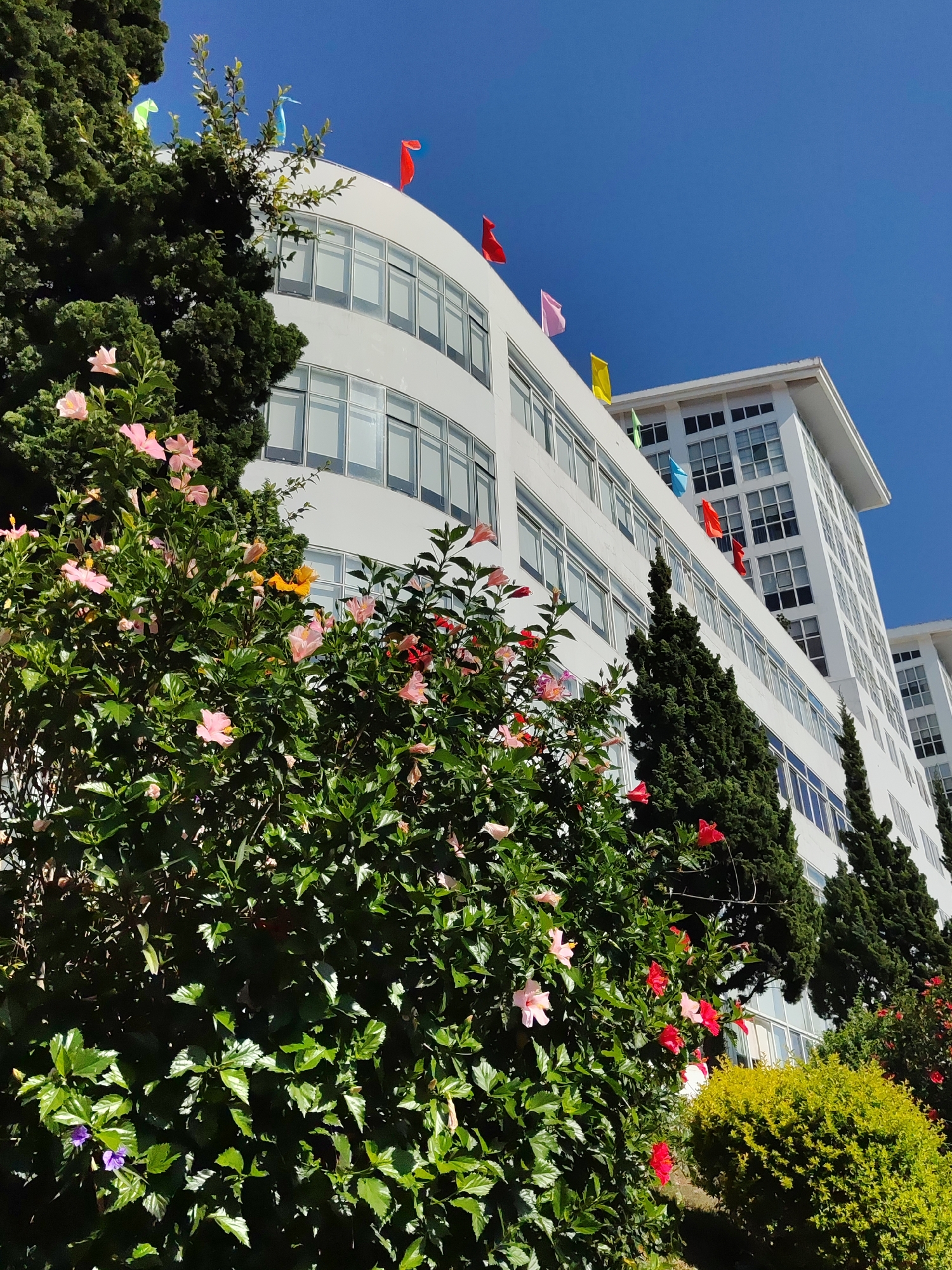 The image shows a multi-story white building with multiple windows and colorful flags on its roof, situated in Da Lat, Vietnam. The building is partially obscured by lush green foliage, including flowering bushes with pink and red blooms and tall, narrow evergreen trees. The sky above is a clear, bright blue. The photograph appears to have been taken from a low angle, emphasizing the building's height and the vegetation in the foreground. There are no people visible in the image.