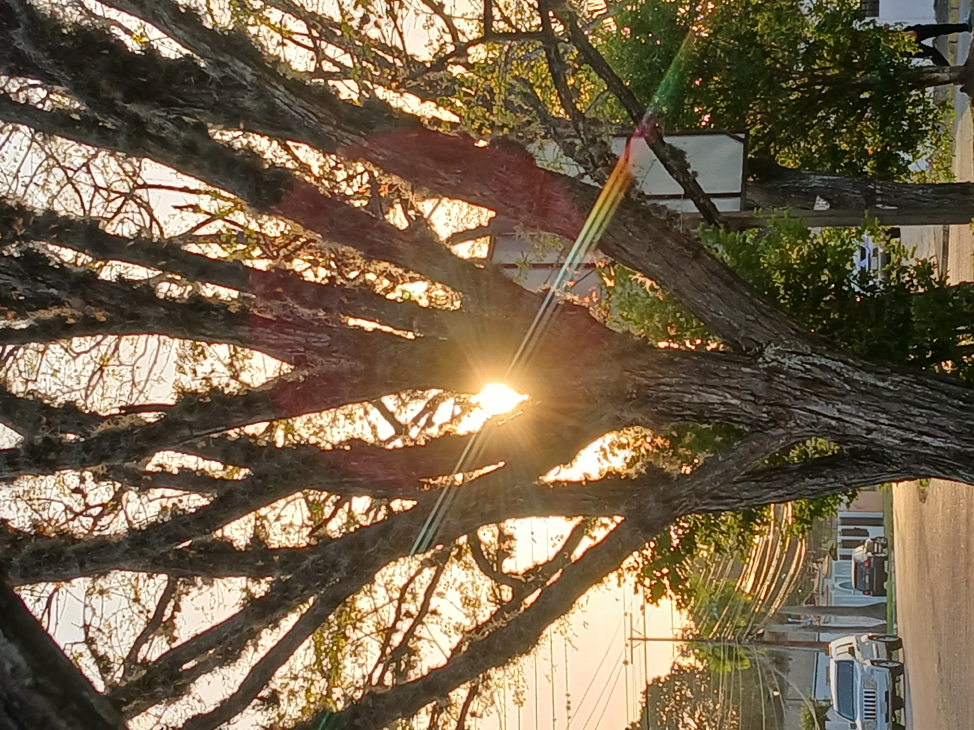 The image shows the sun shining through the branches of a tree, possibly in Ciudad Guayana, Venezuela. The sun is obscured by the branches creating a lens flare. The tree has thick branches covered in moss or lichen. Beyond the tree, a street with parked cars, power lines, and houses can be seen. The light suggests it is either sunrise or sunset. No people are clearly visible.