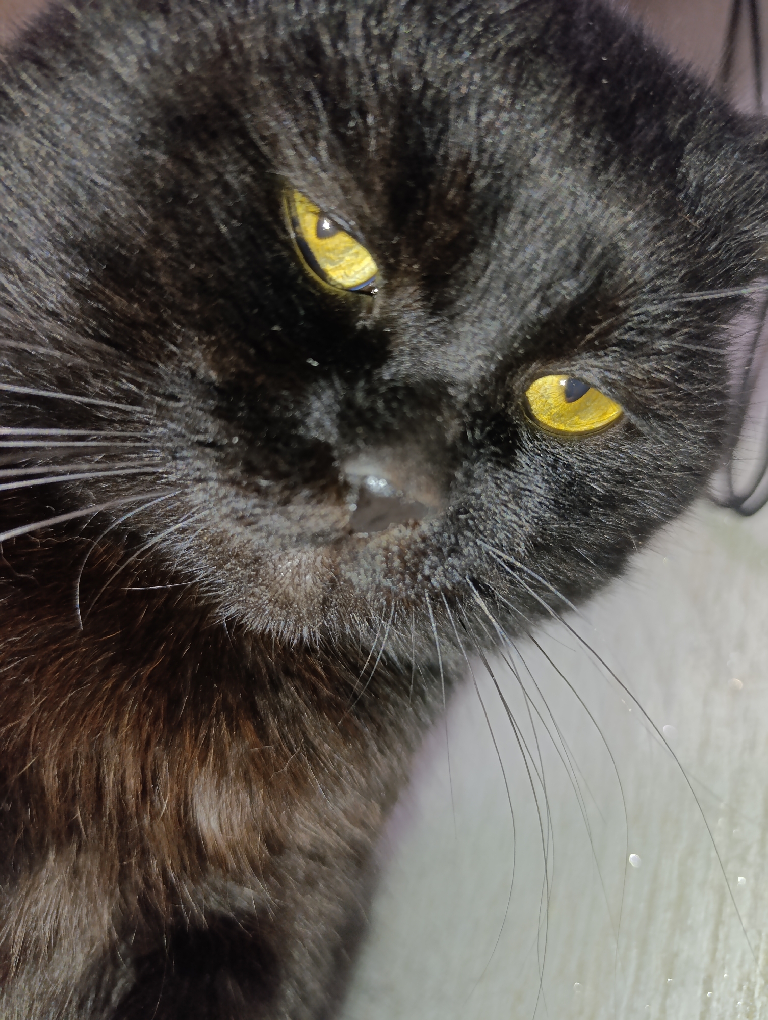 This is a close-up, high-angle shot of a black cat's face. The cat has striking yellow eyes that are partially closed, giving it a sleepy or judgmental expression. Its fur is dark and appears slightly ruffled. The cat's nose is a dark, wet-looking color, and its long white whiskers are prominent. The background is out of focus and appears to be a light-colored, textured surface, possibly a fabric or a wall. There are no discernible features indicating a specific location within the city of Zlatopil, Ukraine. The image focuses solely on the cat's facial features.