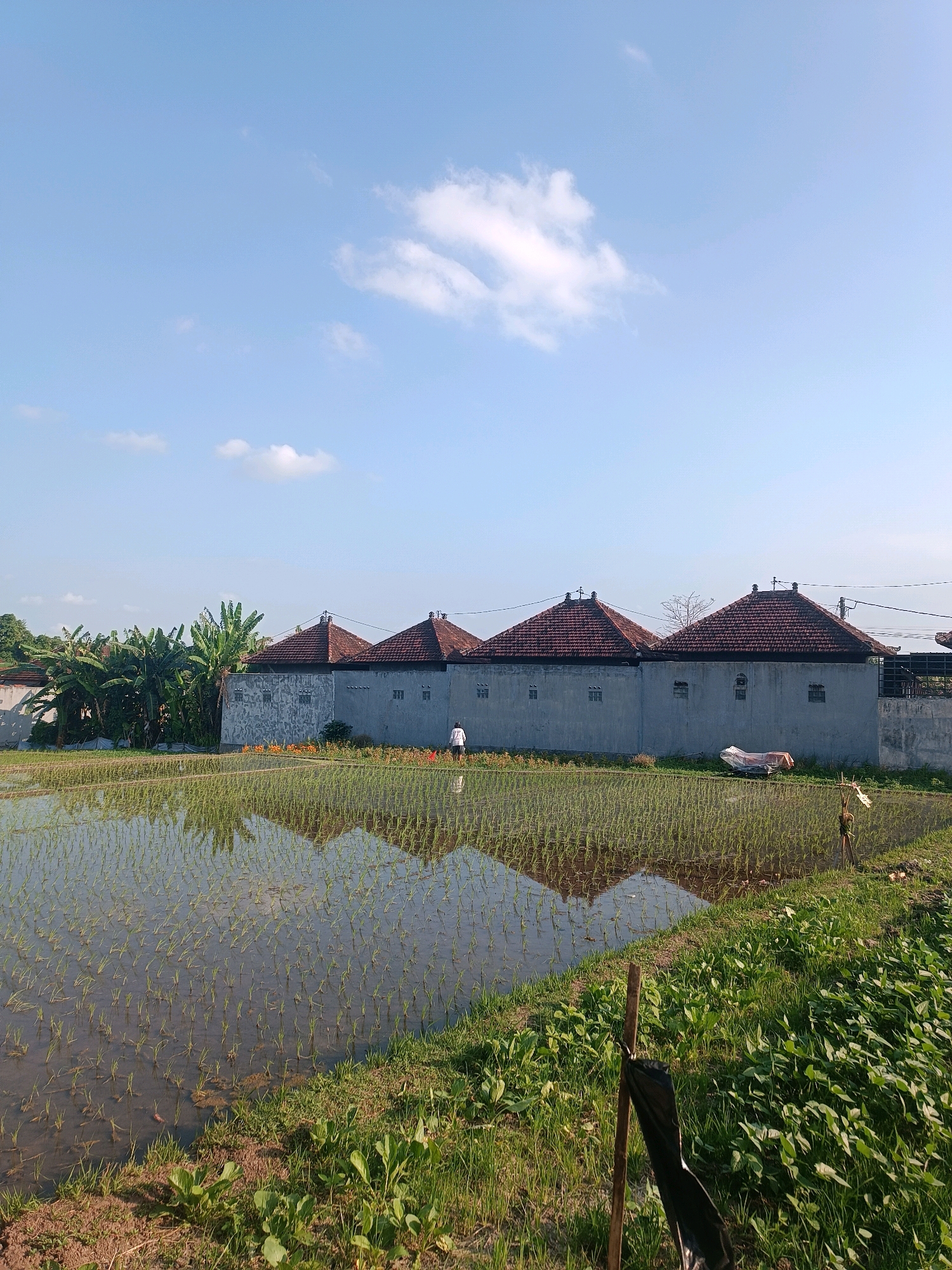 In a sunlit scene in Tabanan, Indonesia, a flooded rice paddy with young green sprouts stretches towards a row of contiguous, simple, gray buildings with red tile roofs. A solitary figure, dressed in white, walks in the middle distance within the rice paddy. To the left of the buildings, lush green banana trees rise, while to the right, a patch of orange flowers lines the base of the structures. In the foreground, the grassy embankment of the paddy is dotted with small green plants. The sky above is a clear, bright blue with a few wispy white clouds. The reflection of the buildings and trees is visible on the calm surface of the water.