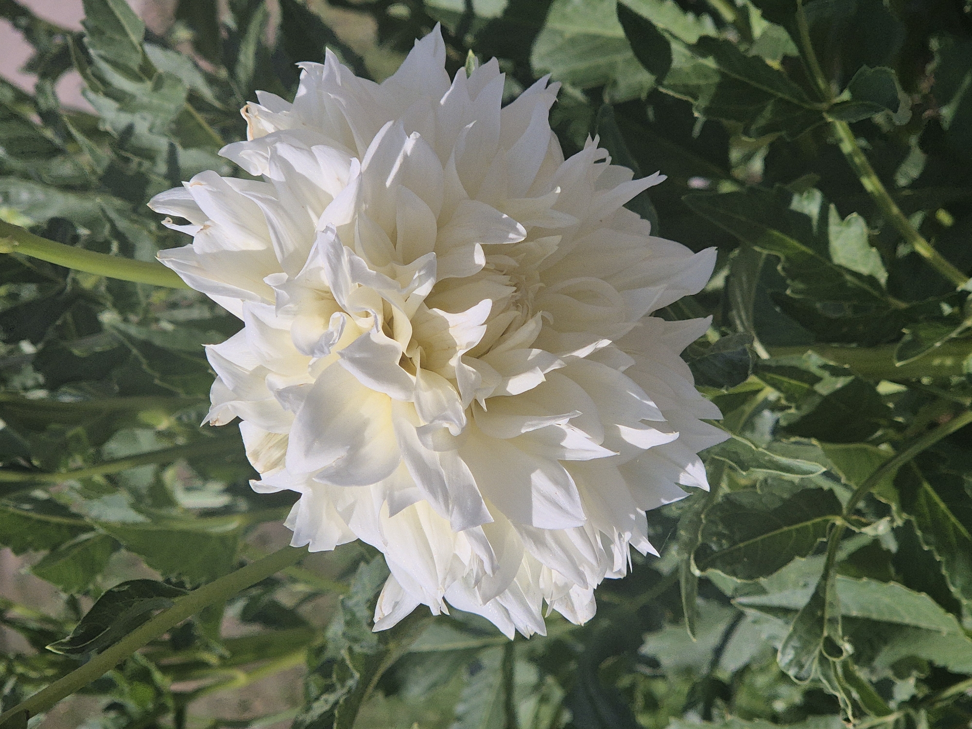 A close-up, vertical, eye-level shot shows a fully bloomed white dahlia flower. The flower is positioned in the center of the frame, with its petals unfurling outwards. The petals are layered and have a delicate, slightly ruffled texture. The center of the flower appears to have a pale yellow hue. The flower is surrounded by its lush green foliage, which is in soft focus, creating a shallow depth of field that highlights the bloom. The background is a blurred mix of green leaves and some hints of soil. The lighting suggests a bright, sunny day, casting subtle shadows on the petals. There are no people or animals visible in the image, and no specific identifiable landmarks from Kokshetau, Kazakhstan are present. The scene appears to be in a garden or a natural outdoor setting.