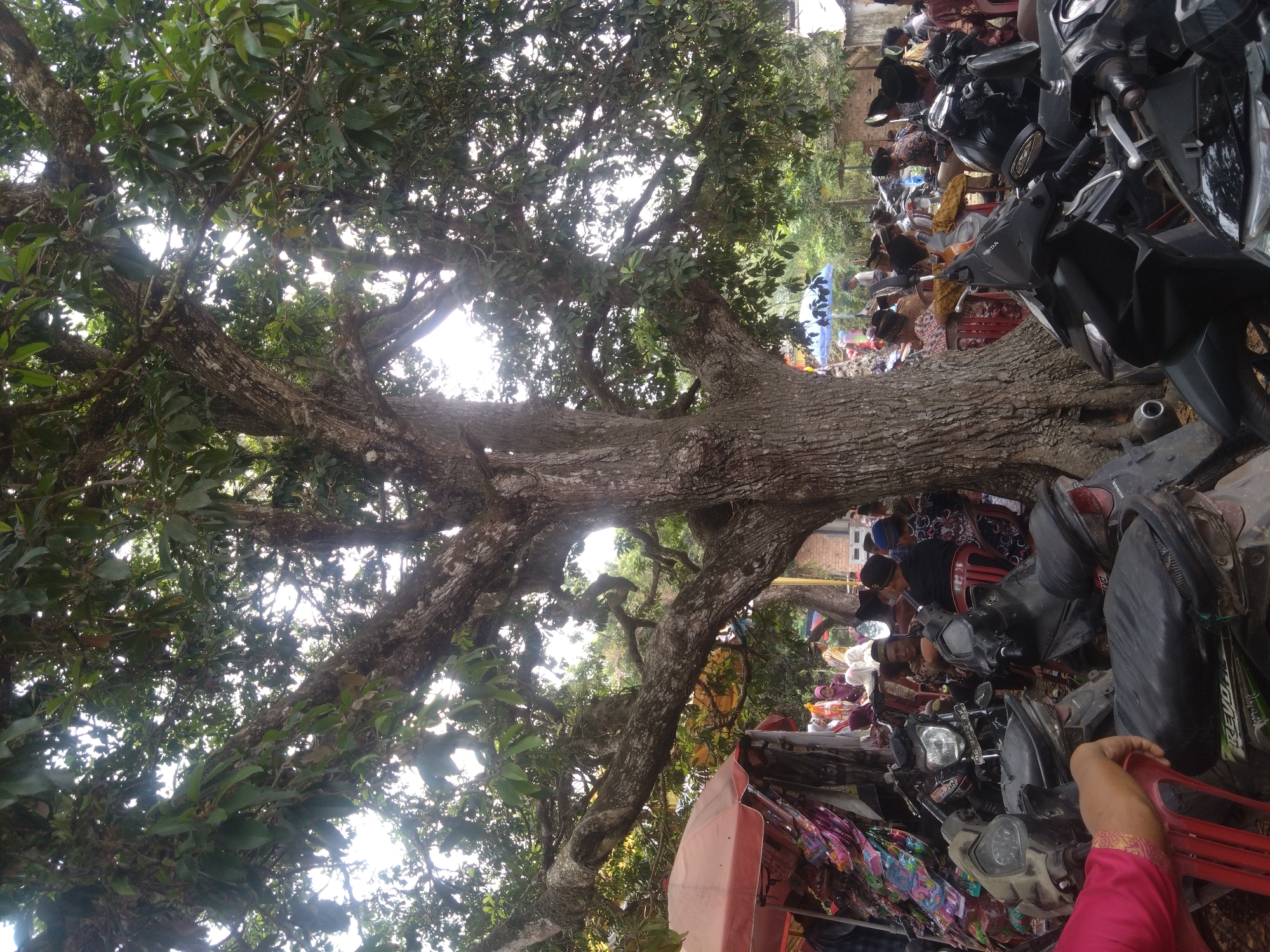 A scene unfolds beneath the sprawling branches of a large, mature tree, its trunk thick and textured. The setting appears to be an outdoor market or gathering, likely in Muara Sungai, Indonesia, given the presence of numerous motorcycles parked close together. A reddish-orange umbrella provides shade over a stall displaying colorful textiles and items. Several people are visible, some seated on chairs, others standing or milling about. Many are dressed in traditional attire, with some men wearing caps. The overall atmosphere suggests a busy community event.