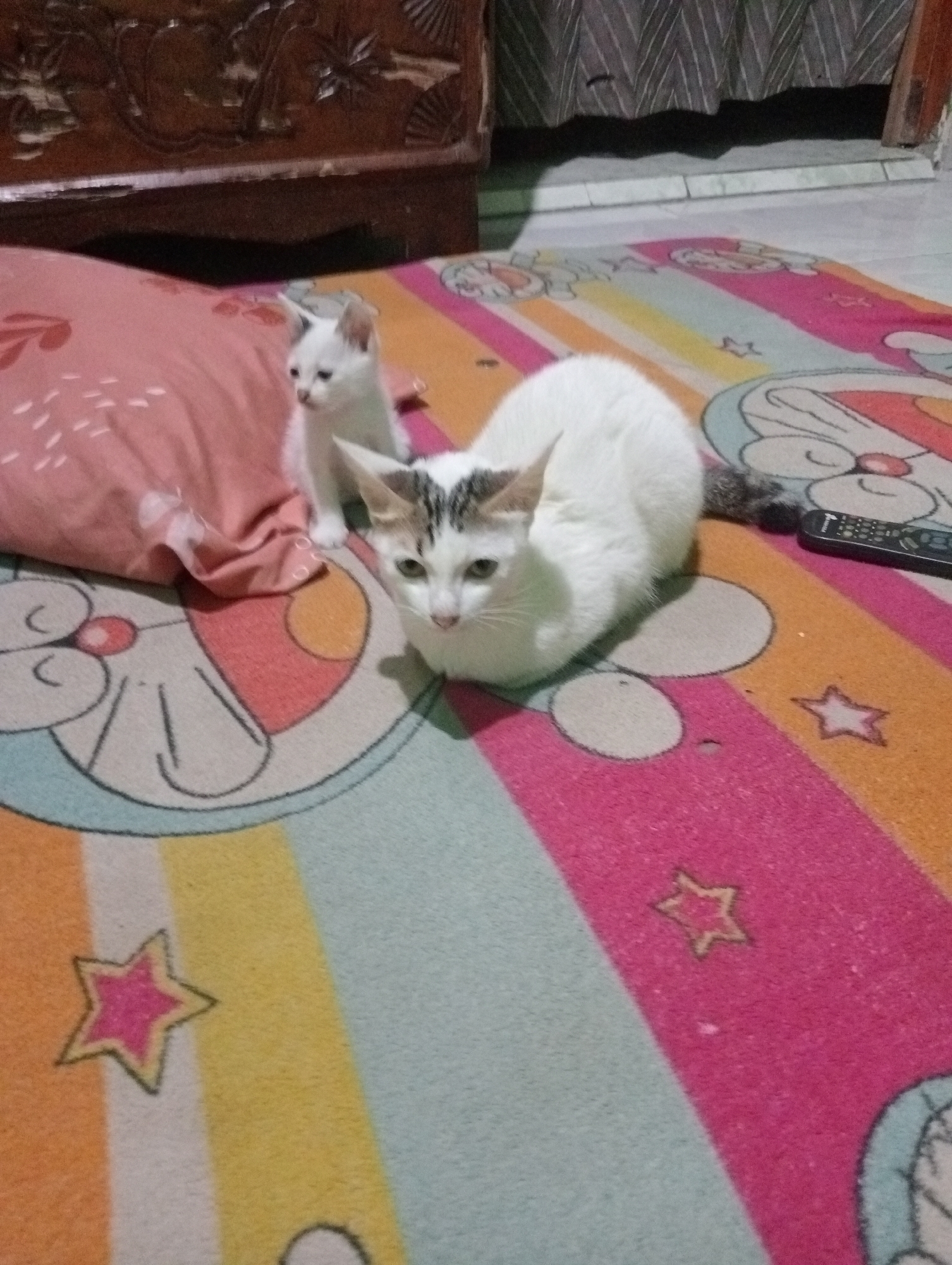 Two white cats, one adult and one kitten, are lying on a colorful rug in a room. The adult cat is white with gray tabby markings on its head and tail, and it is lying down, facing the camera. The kitten is entirely white and is sitting up, looking to the left. Behind the cats is a pink pillow and a piece of furniture with carved details. The rug has a cartoonish design, featuring large circles and stars. A black remote control is visible on the rug to the right of the adult cat. The scene appears to be indoors, possibly in a bedroom, given the presence of a rug and pillow. The lighting suggests it is daytime, though the overall image quality is slightly grainy. This scene is consistent with typical domestic settings found in residential areas of Kota Negara Timur, Indonesia.