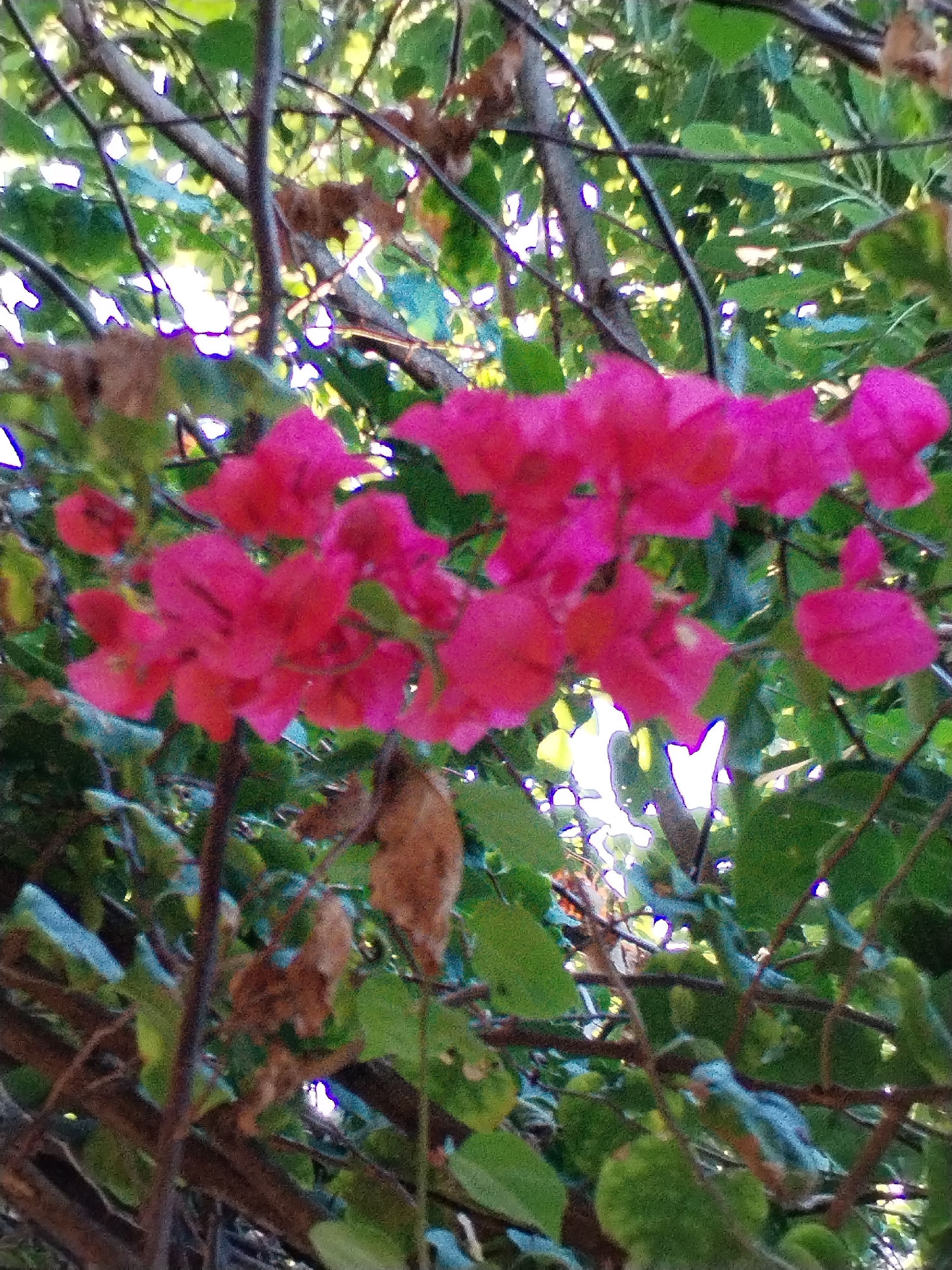 A cluster of bright pink bougainvillea flowers are in focus, contrasted against a backdrop of green leaves and brown branches. The scene appears to be outdoors, bathed in natural light filtering through the foliage. There is no indication of the specific location in the city of Bac Nha Trang Ward, Vietnam. No people or actions are visible in the image. The only objects present are the flowers, leaves, and branches. There are no indications of interactions taking place. The environment consists of a natural, plant-filled setting.