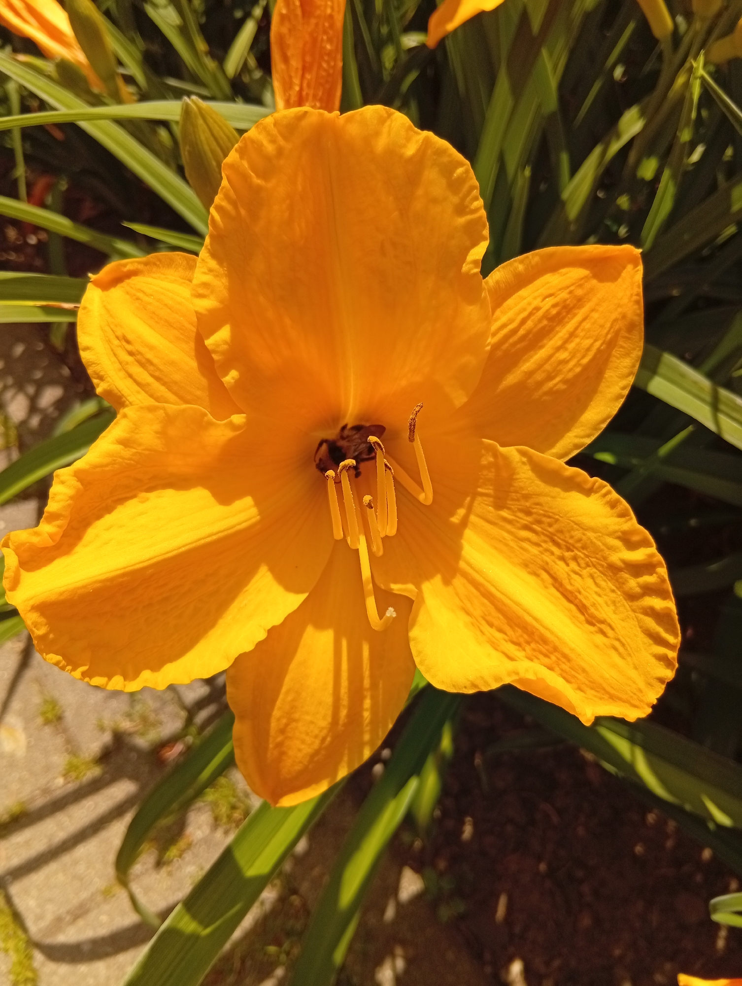 A close-up, eye-level shot captures a vibrant orange daylily in bloom. The flower is the primary subject, filling the majority of the frame. Its petals are wide and somewhat ruffled, with visible texture and veins. In the center of the bloom, stamens with pollen-dusted anthers are prominent. The background consists of out-of-focus green foliage, indicative of a garden setting. Sunlight casts strong shadows across the petals, highlighting their form and the surrounding leaves. The image appears to be taken outdoors on a sunny day. The location is not specified in the image.