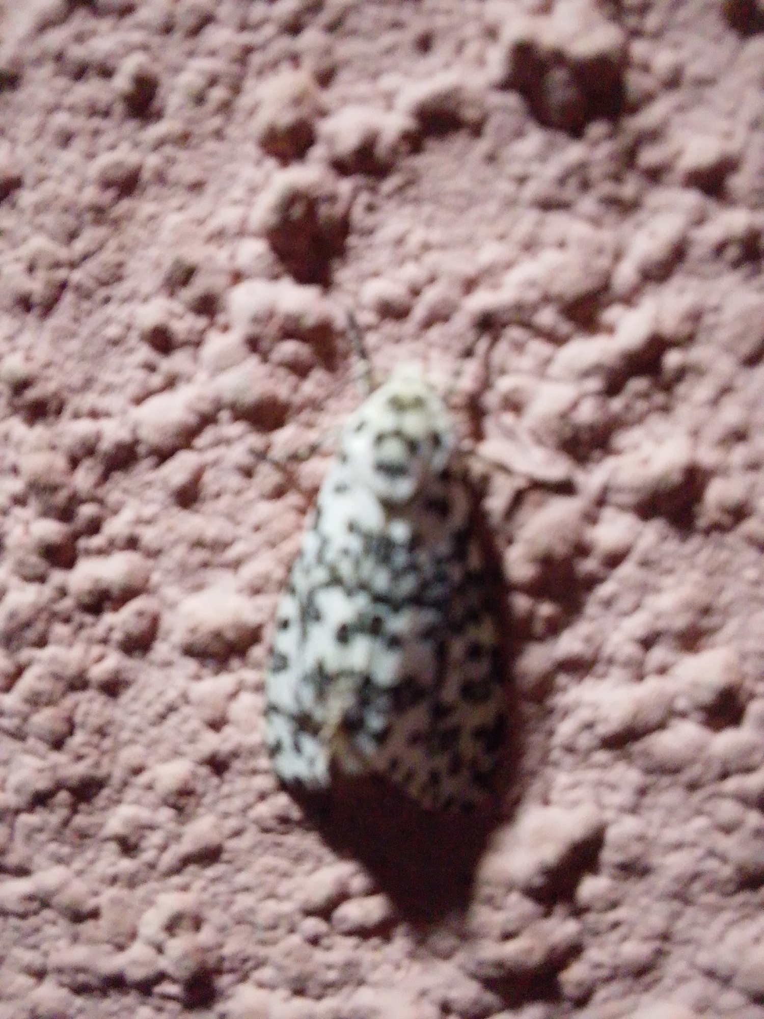 A moth with black and white speckled wings is clinging to a textured, pinkish-brown wall. The moth is the central subject of the image. The wall's surface appears rough and uneven, with small bumps and crevices. The lighting is dim, and the image is slightly out of focus, giving the scene a soft, indistinct quality. There is no indication of the city of Serti, Nigeria in the image.