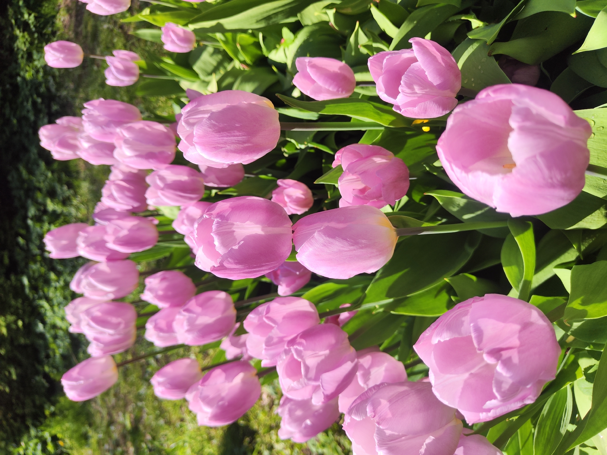 The image shows a field of pink tulips in full bloom. The tulips are closely packed together, with vibrant green leaves surrounding the flowers. The composition suggests a low-angle shot, emphasizing the density and expanse of the tulip field. The location is implied to be in Saint Petersburg, Russia, but there is no explicit information in the picture to confirm it. There are no people visible in the scene. The environment suggests a sunny day.