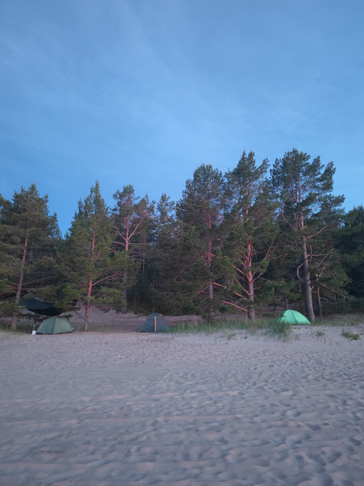 In Motornoe, Russia, a campsite is set up on a sandy shore with a dense pine forest bordering the area. The sky is a clear, deep blue, indicating it is likely early morning or late evening. Four tents are visible: one dark green hammock tent is suspended between trees on the left, a smaller green dome tent is pitched on the sand in front of it, and a dark blue and yellow dome tent is set up further to the right. Another bright green dome tent is positioned in the middle ground, partially obscured by grass and sand dunes. The sand is textured with footprints and ripples, suggesting recent activity. The pine trees are tall and slender with thick green foliage. The lighting is dim, casting soft shadows on the sand.